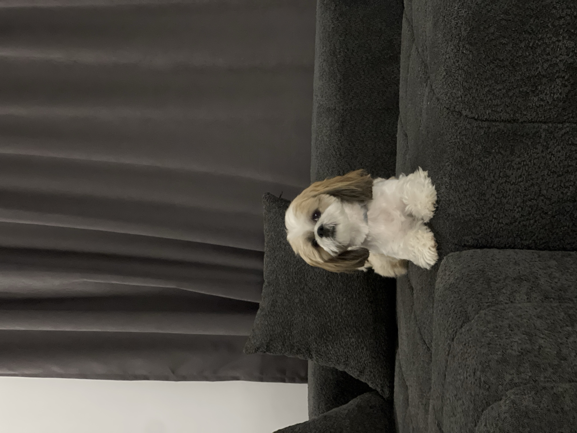 Shih Tzu dog rests on grey couch indoors