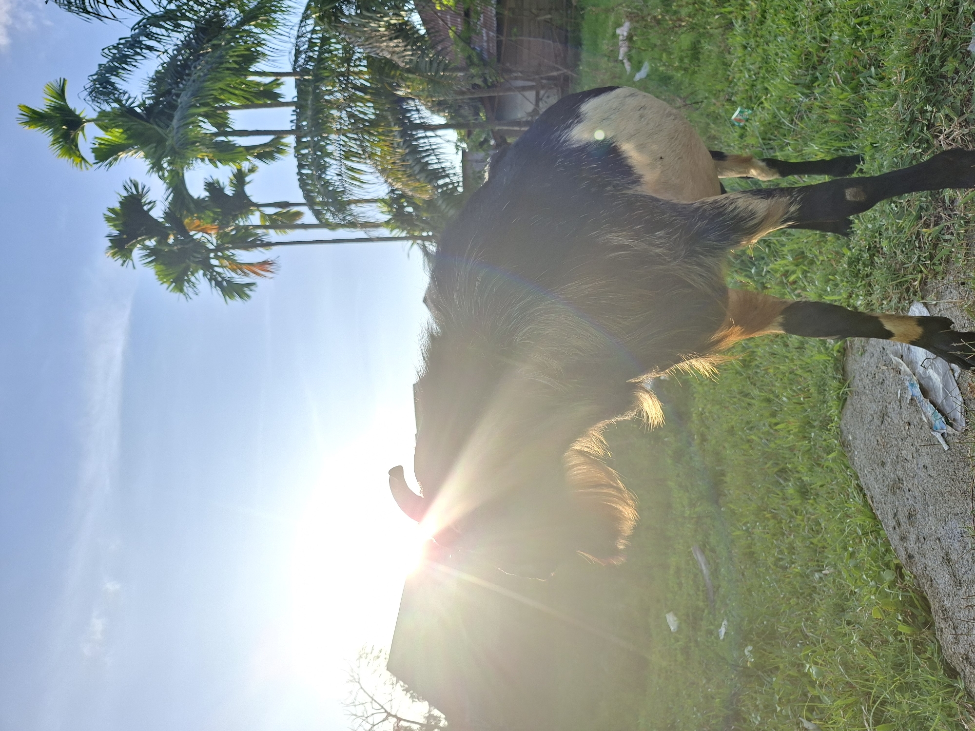 Rural Indonesian farm life documented in Lhokseumawe