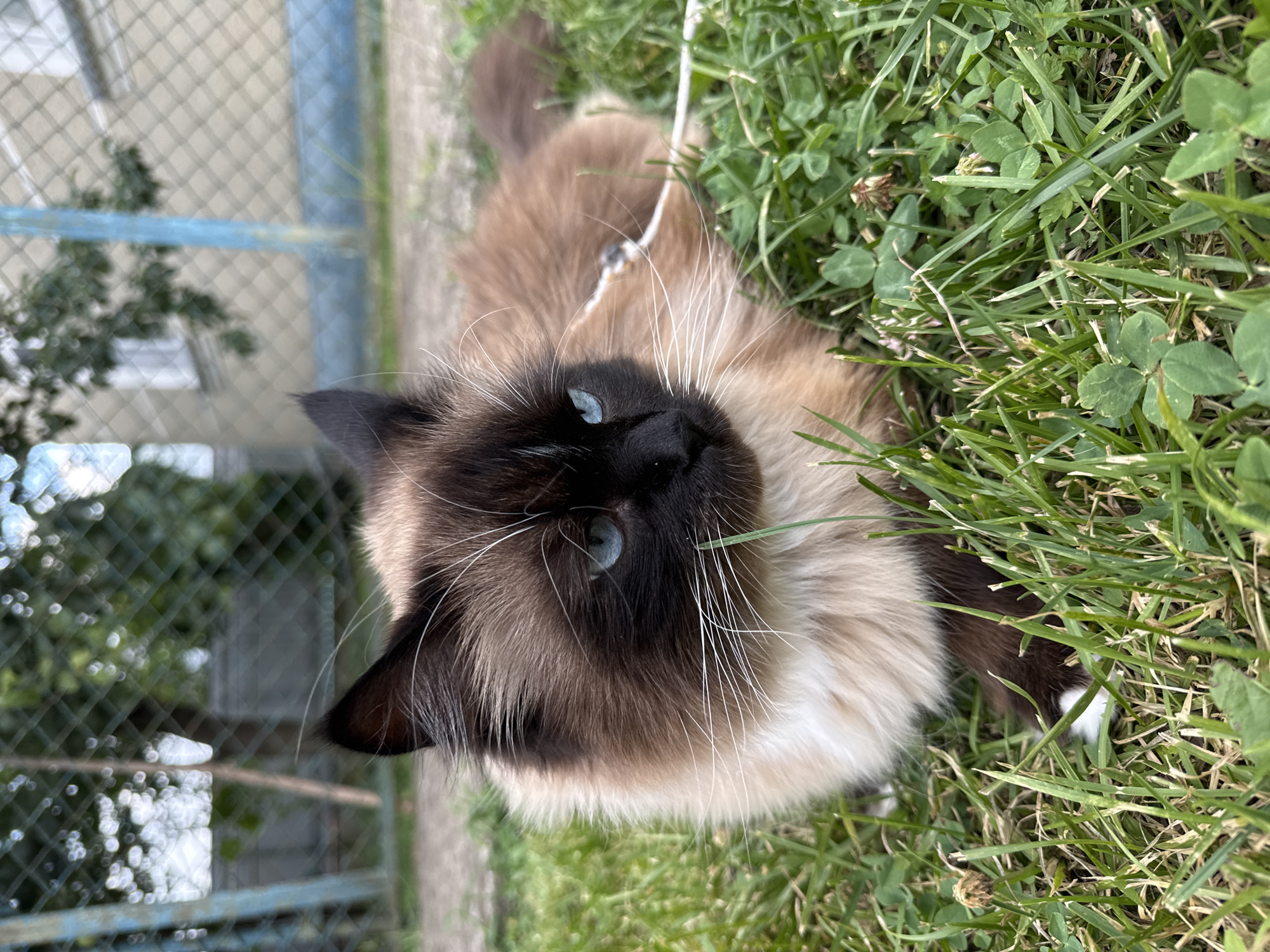 Siamese cat explores a grassy yard on a leash