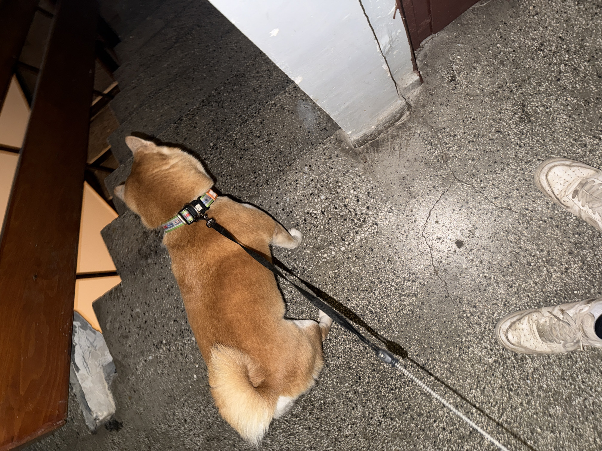 Shiba Inu rests on stairs in Sofia