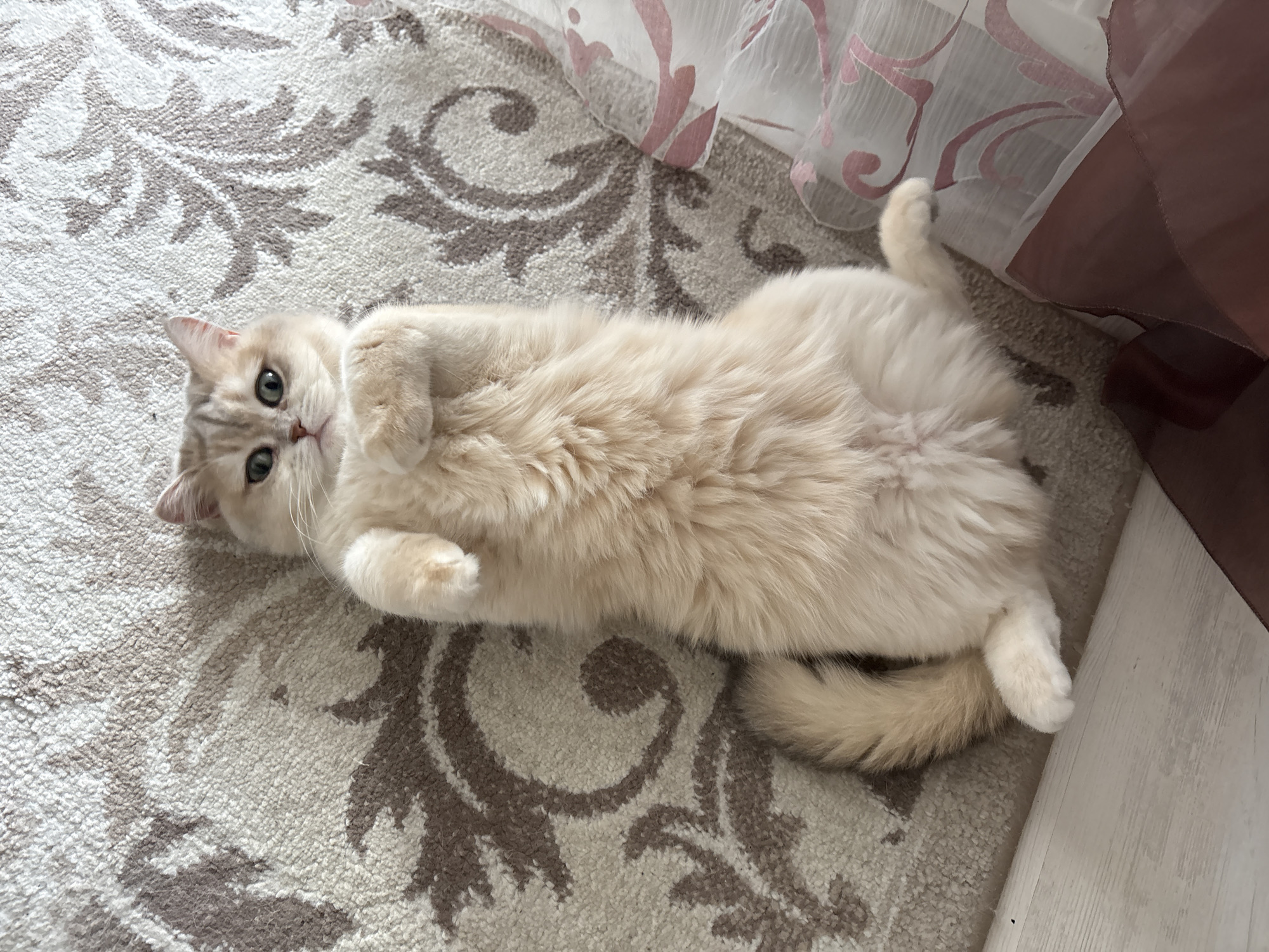 Cat enjoys lazy morning moments in Chaikovsky home and garden