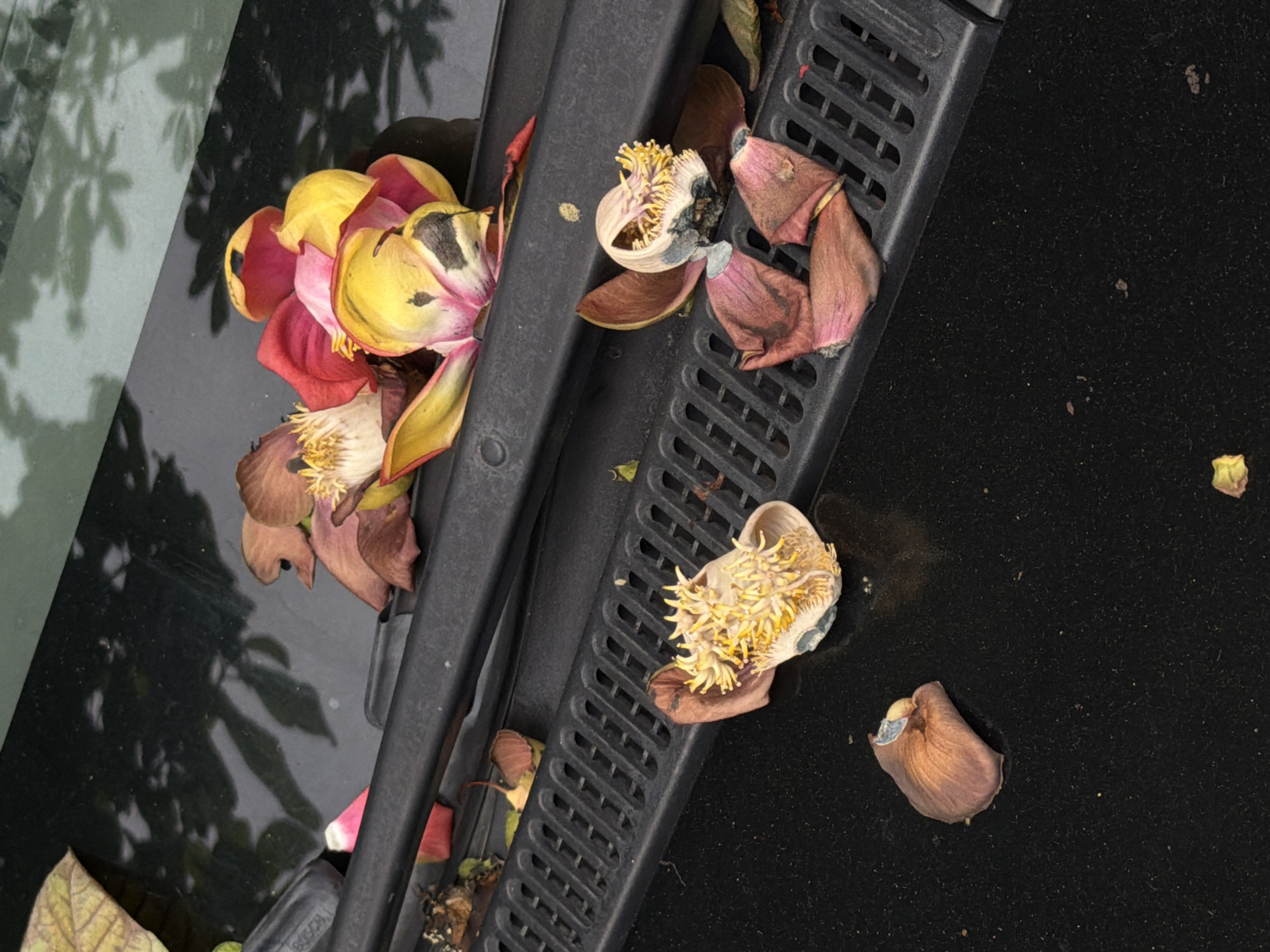 Decomposed flower remains found scattered on car hood in Đà Nẵng