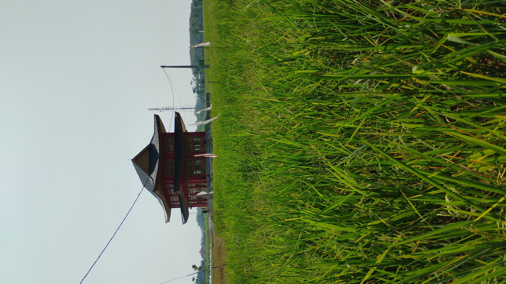 Traditional red pavilion and grounds in rural Madiun