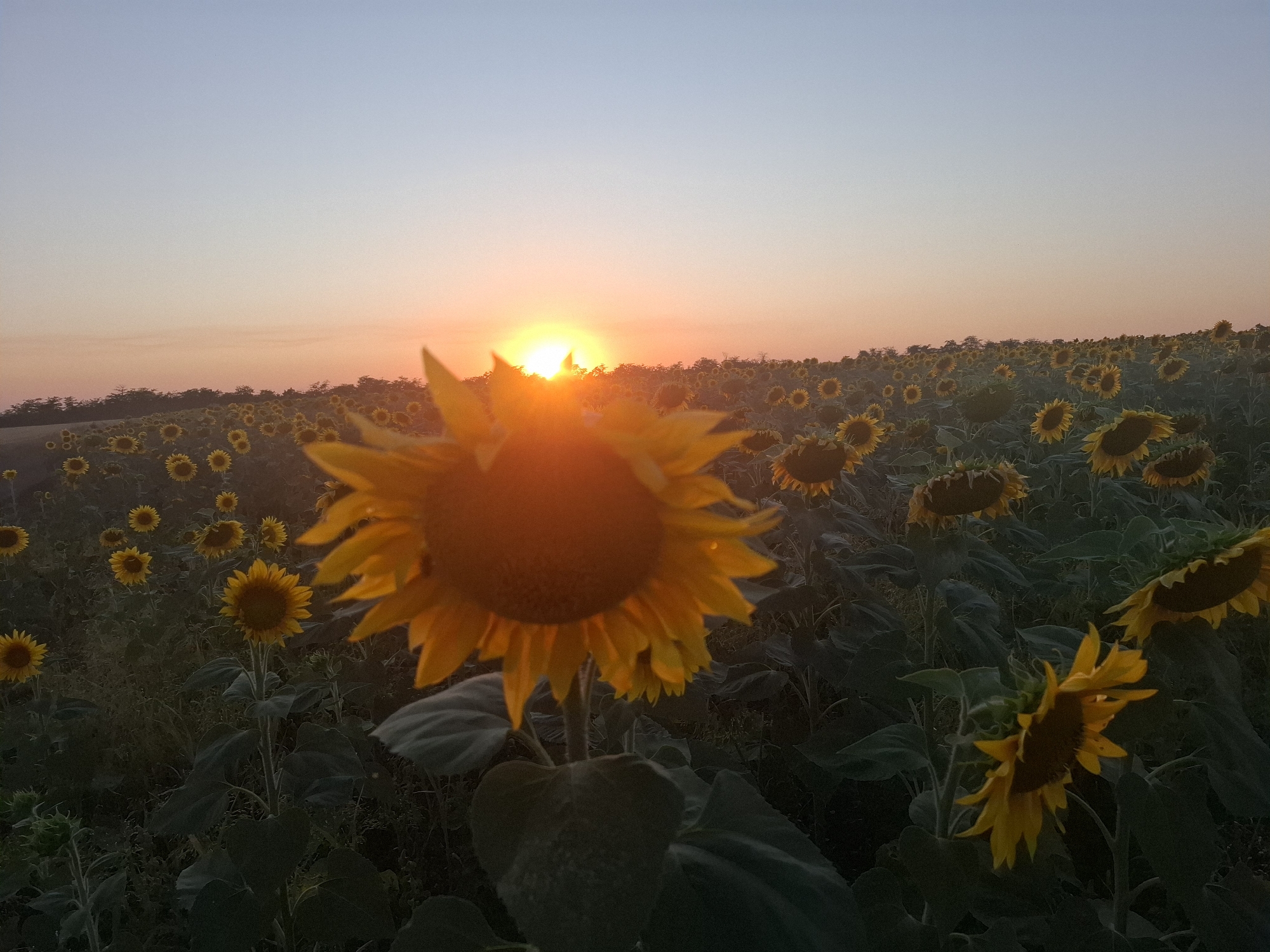 Sunflower field at golden hour, wide and close