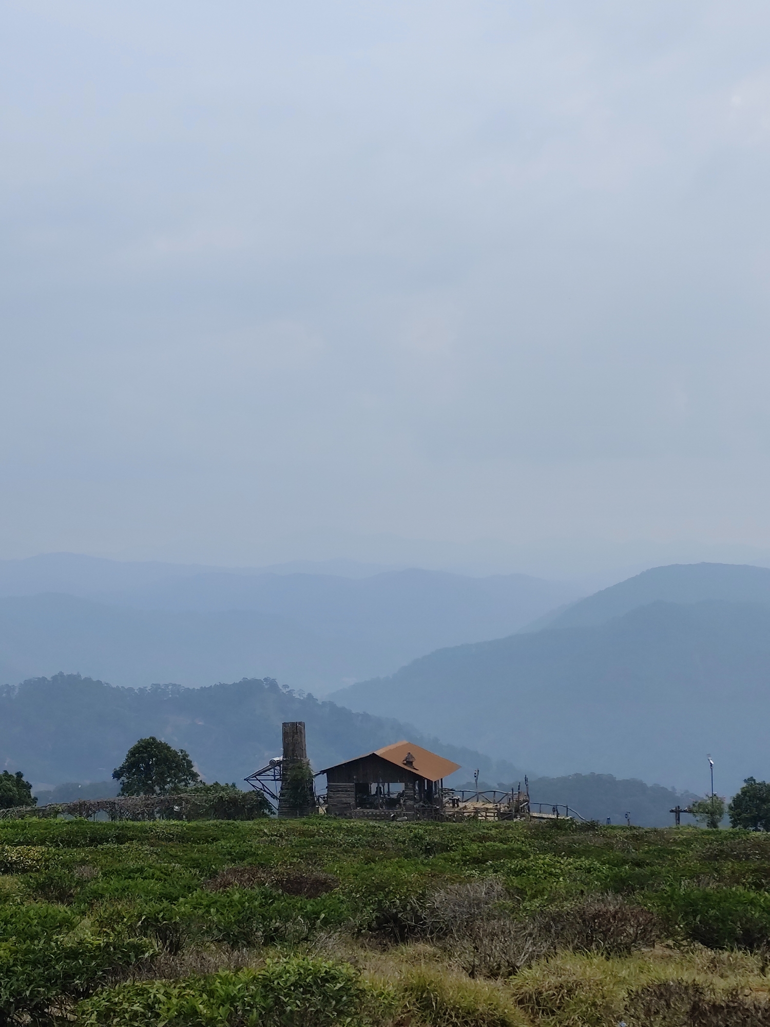 Tea plantation landscapes documented in Phát Chi, Vietnam morning