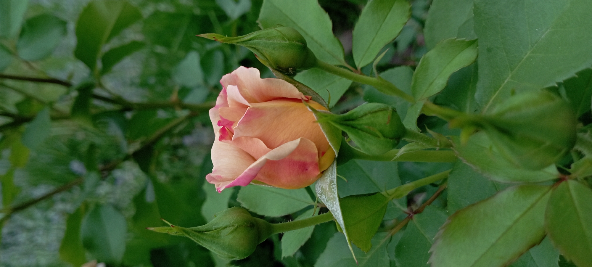 Rose garden photography session in Radisne, Ukraine
