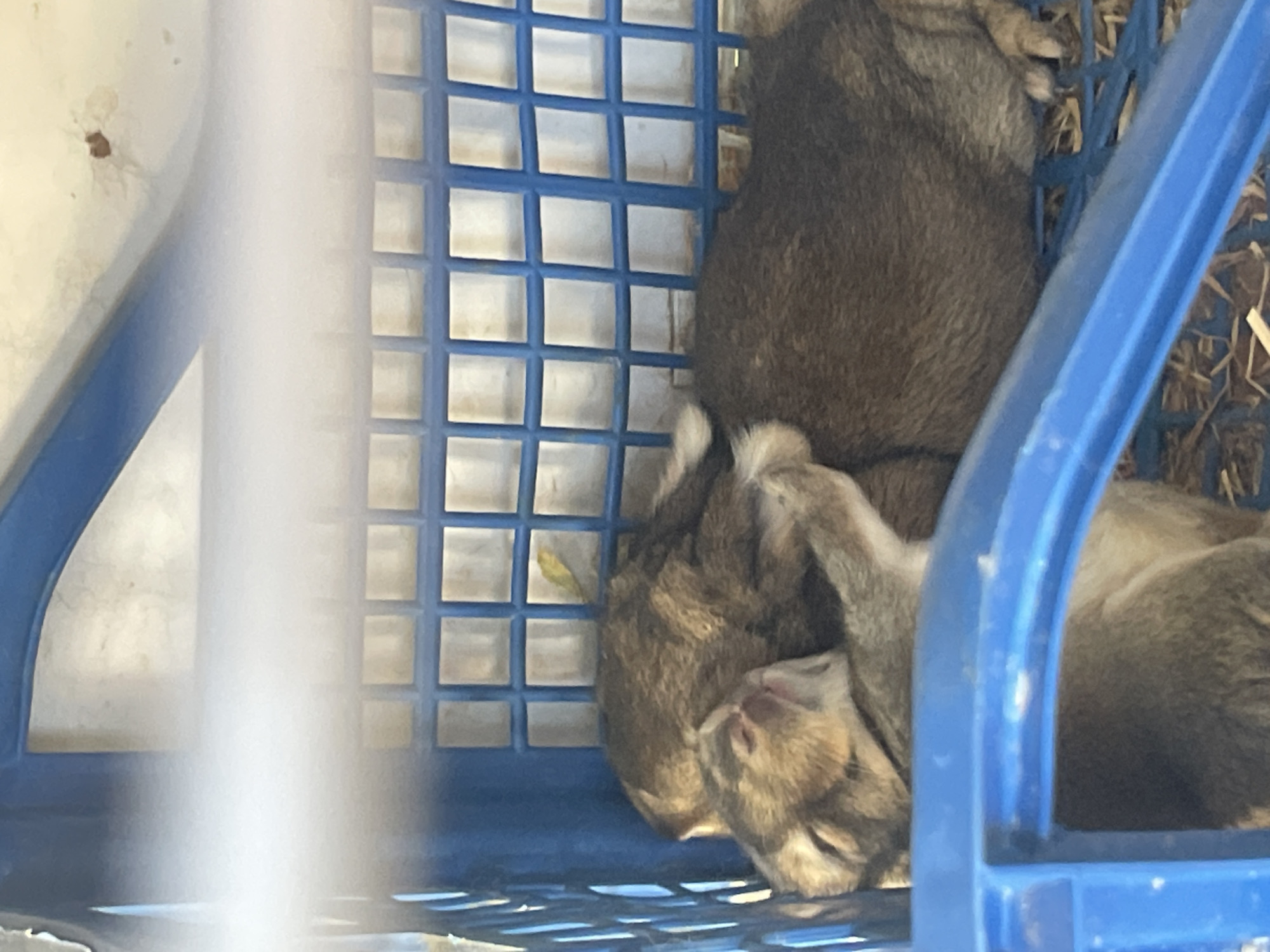 Rabbits napping in a cage, cat lounging on a rug.