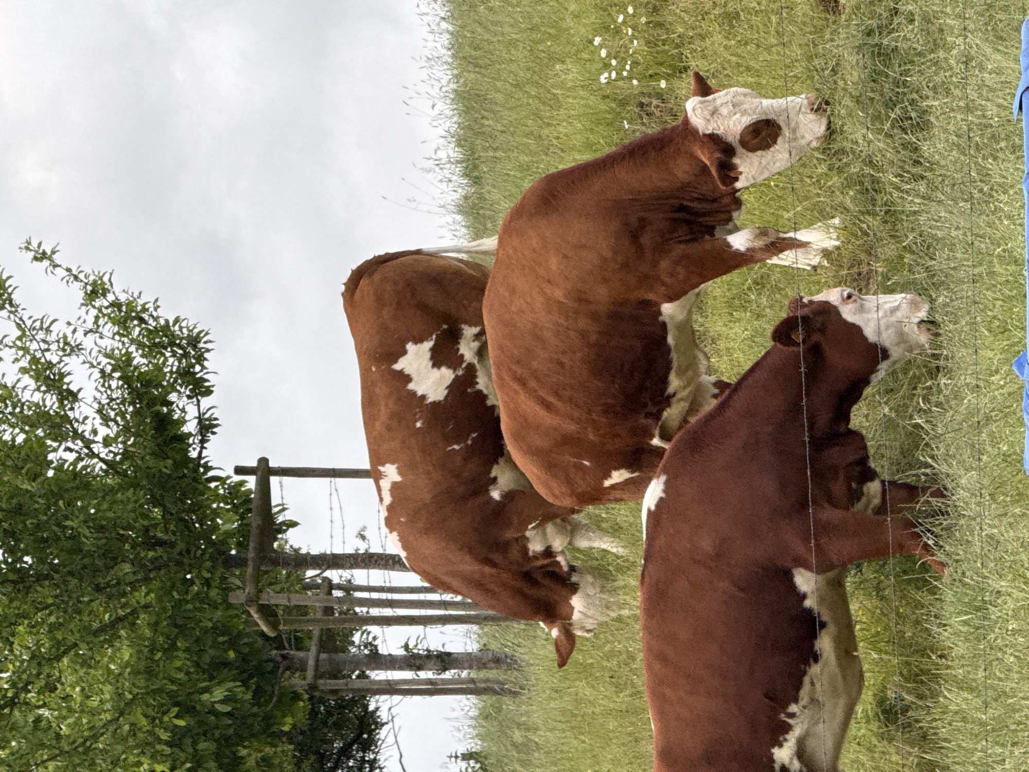 Cows graze in Junglinster pasture under cloudy evening sky
