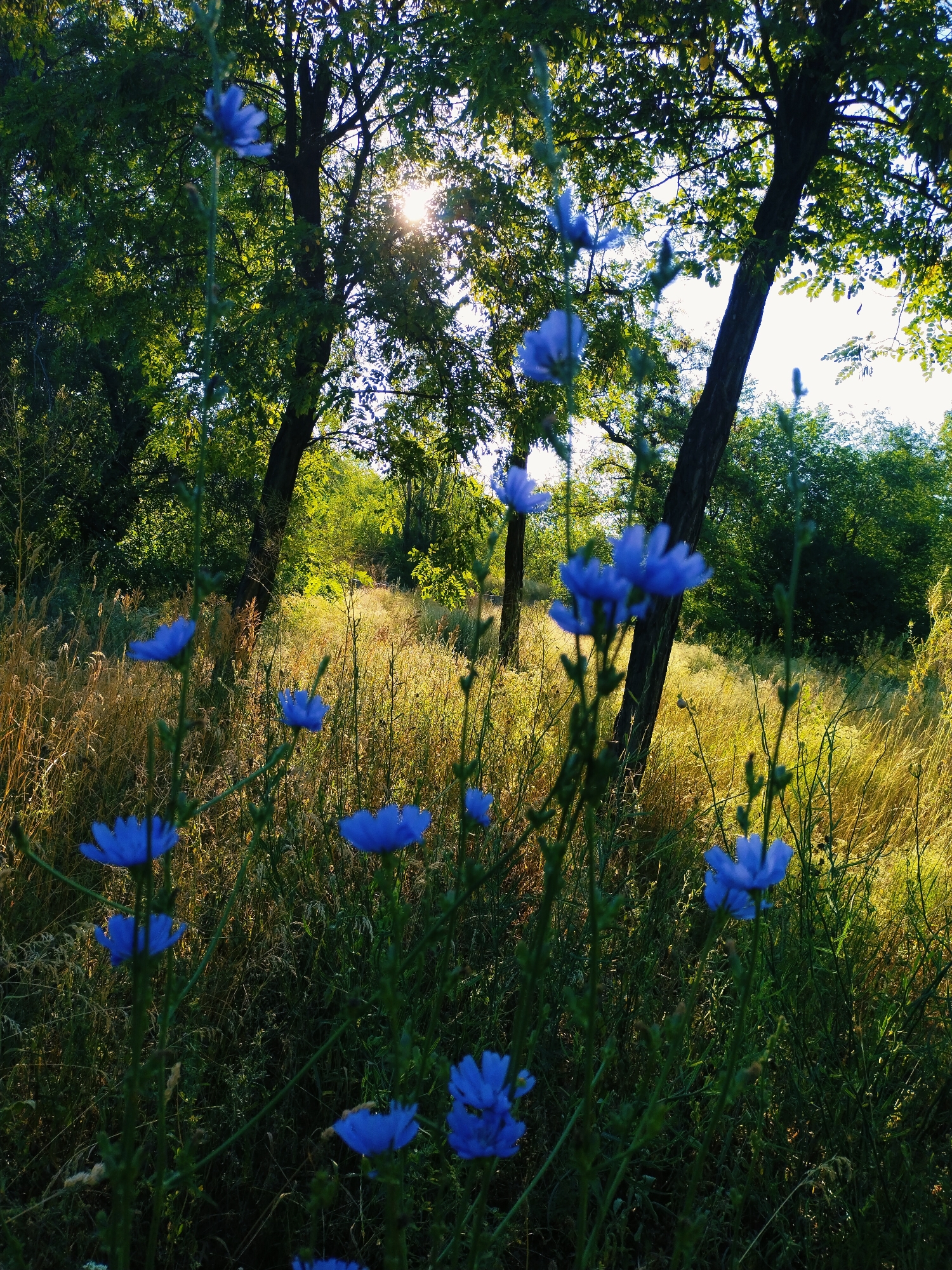 Summer morning in a Horishni Plavni meadow, wildflowers and a Rottweiler