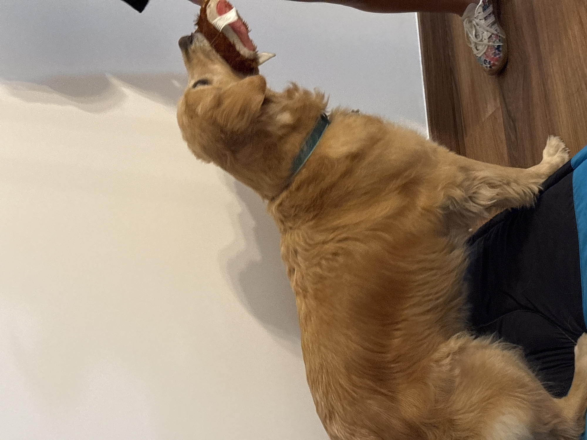 Golden retriever sleeps on floor in Lima home