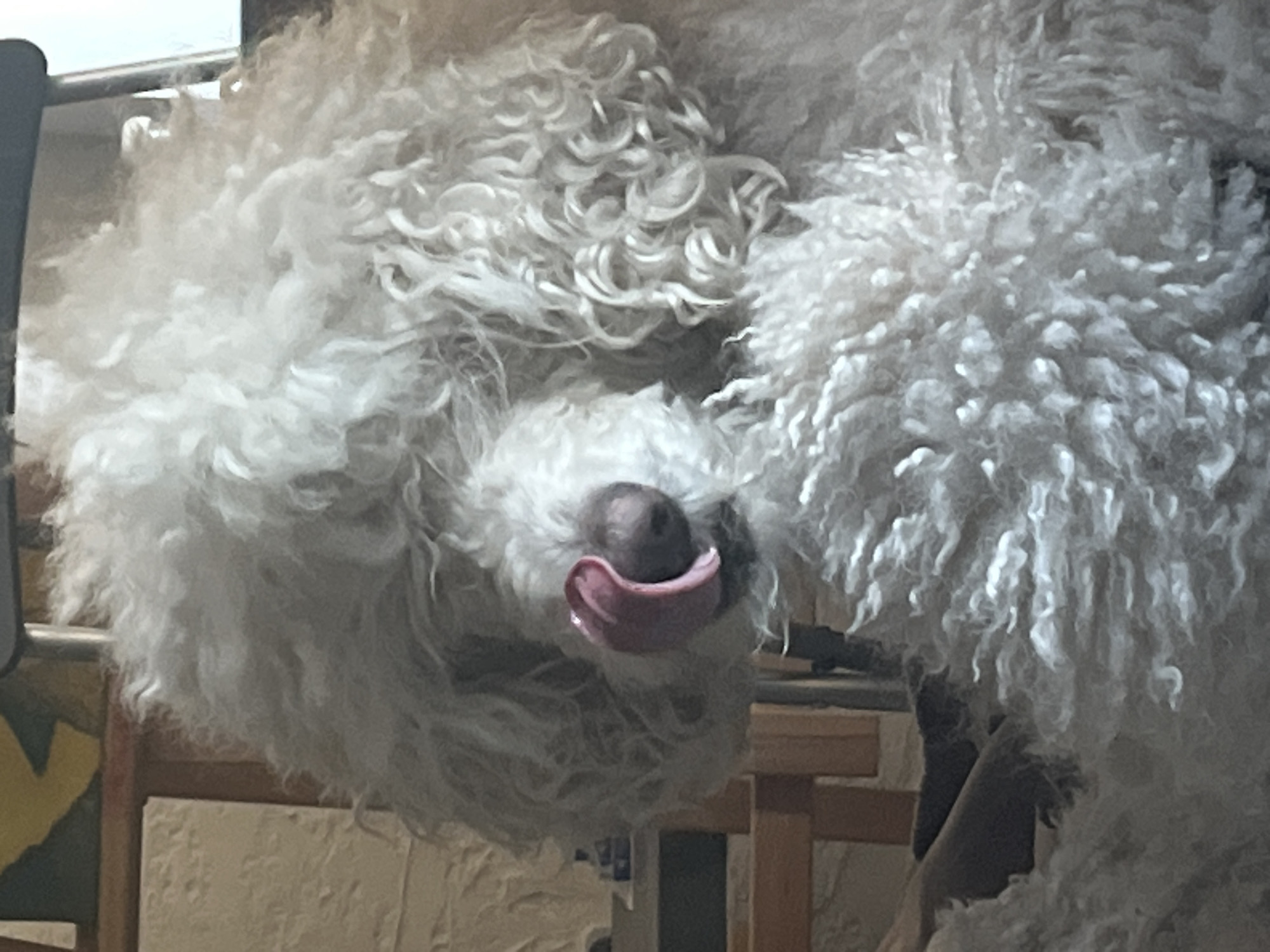 White dog captured grooming itself in overhead view