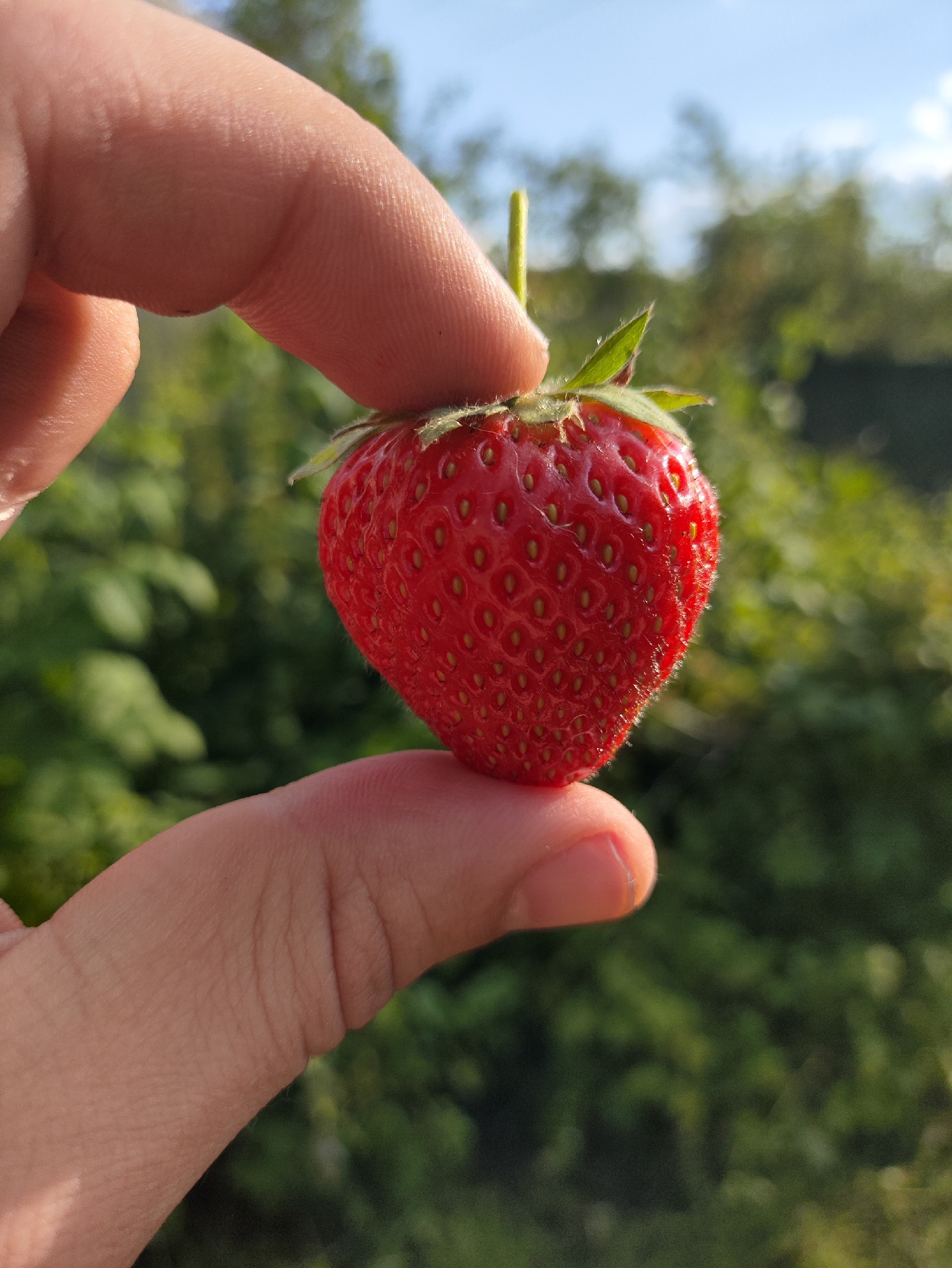 Summer garden walk: strawberries, wildflowers, and fruit trees in Izhevsk