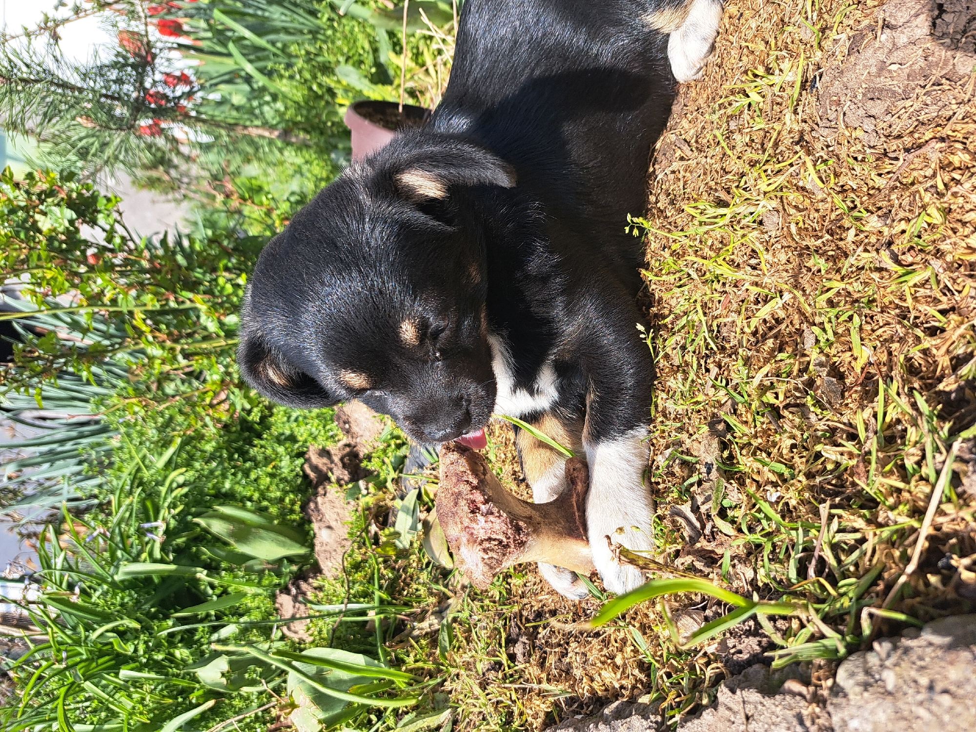 Puppy plays, socks displayed in quiet Bulgarian village morning