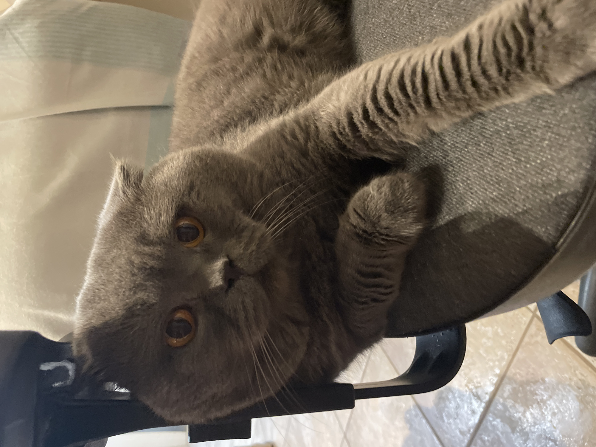 Gray cat, sugared strawberries, toy dragons captured in afternoon memories