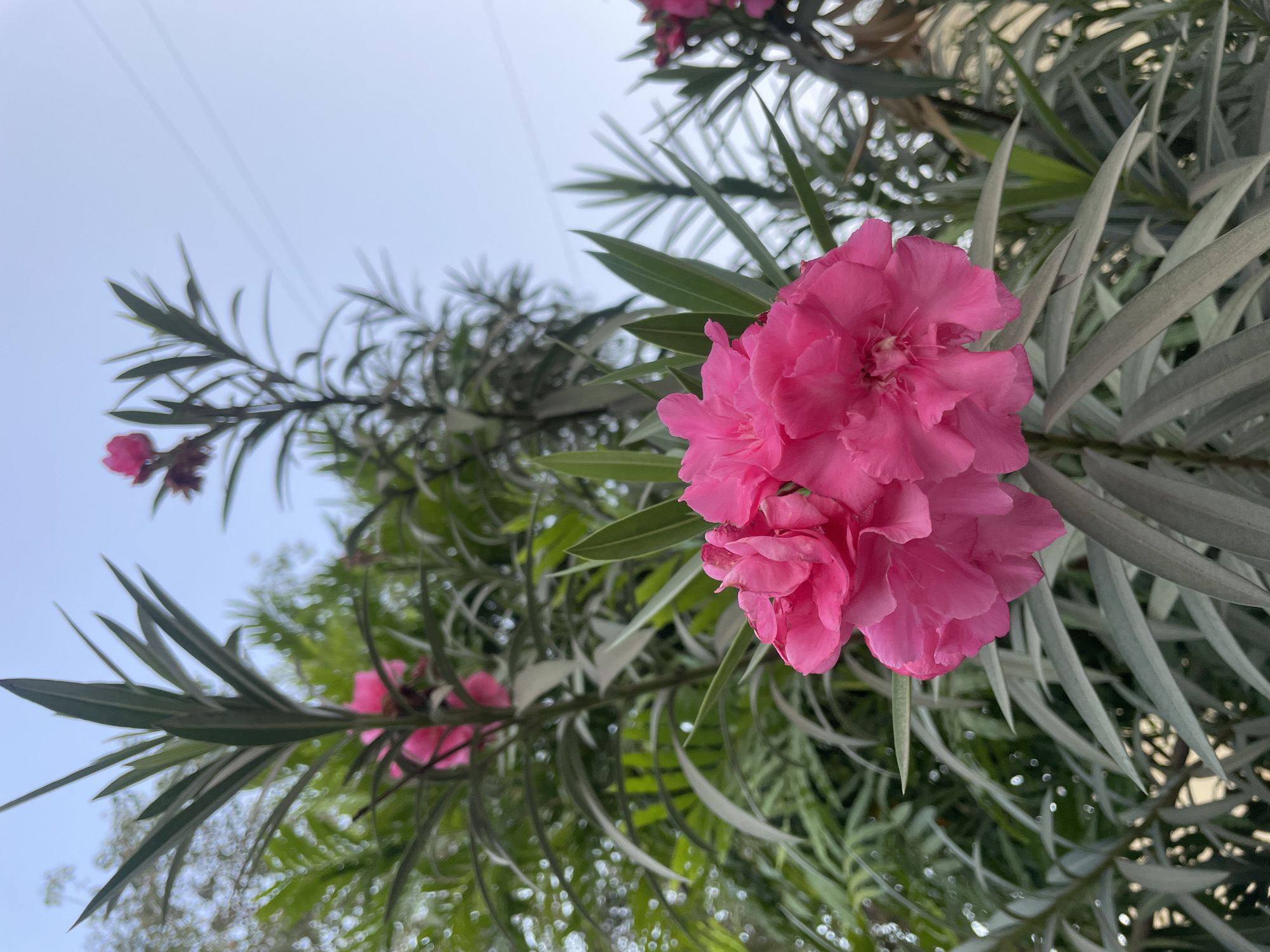 Early morning flowers and street life documented in Mumbai