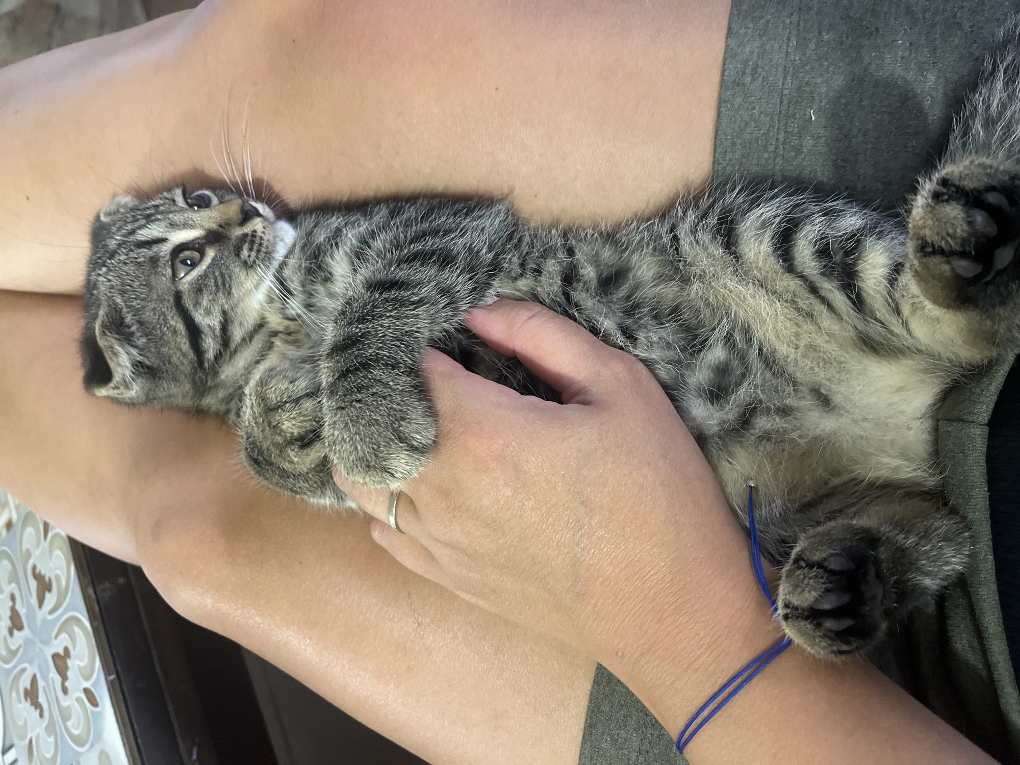 Lazy Tbilisi afternoon with kittens, a car, and corn
