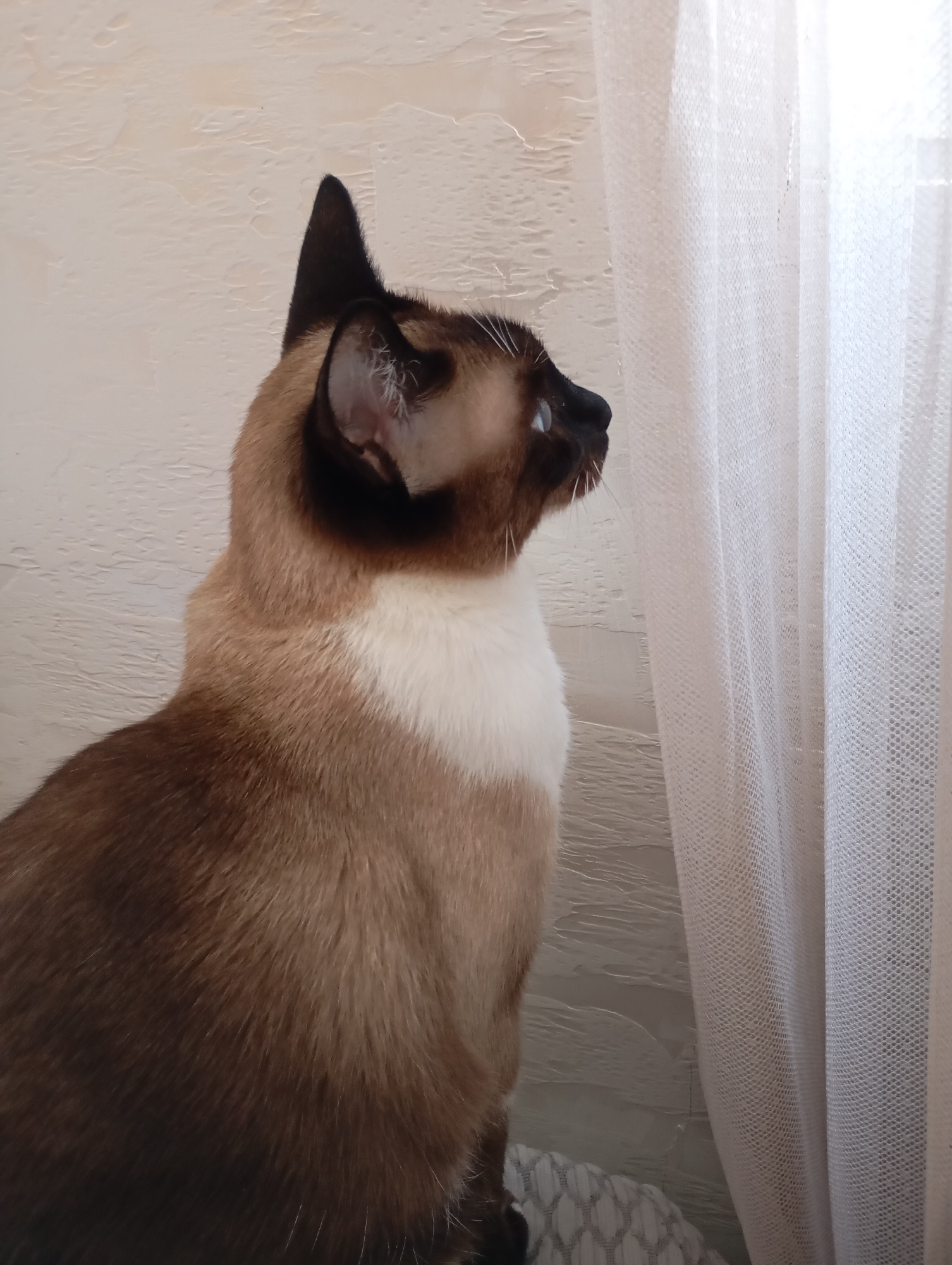 Siamese cat's lazy morning in a Batumi apartment