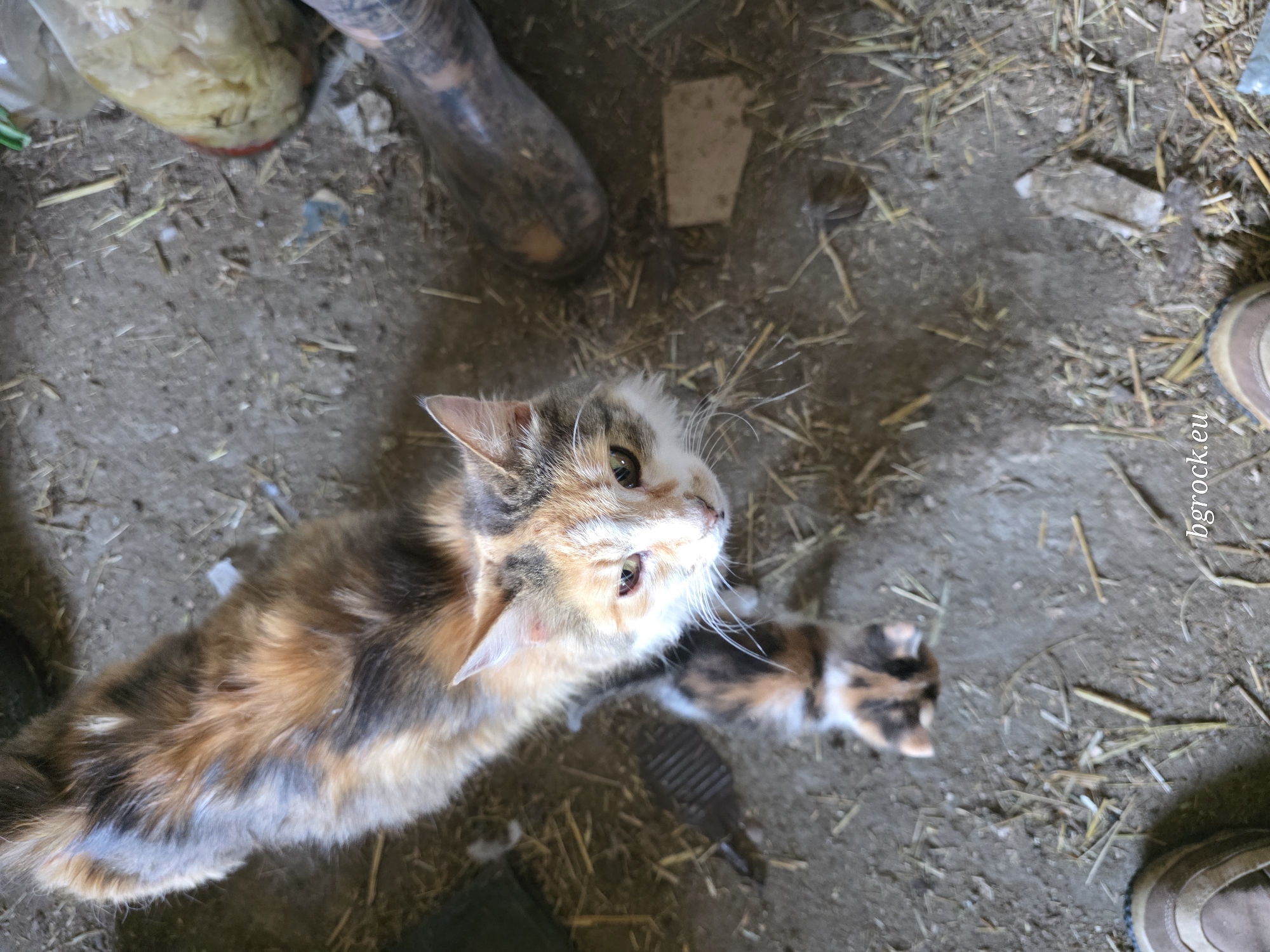 Cats and kittens spotted in rural barn in Chal, Bulgaria