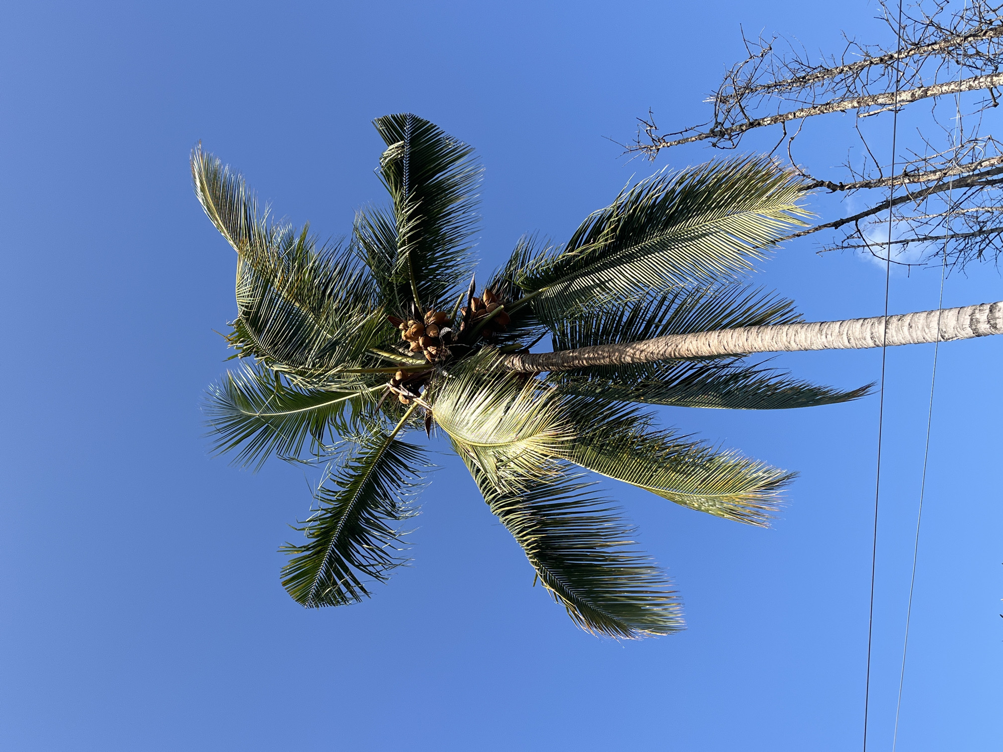 Cats and a coconut palm on a quiet morning in Aceh