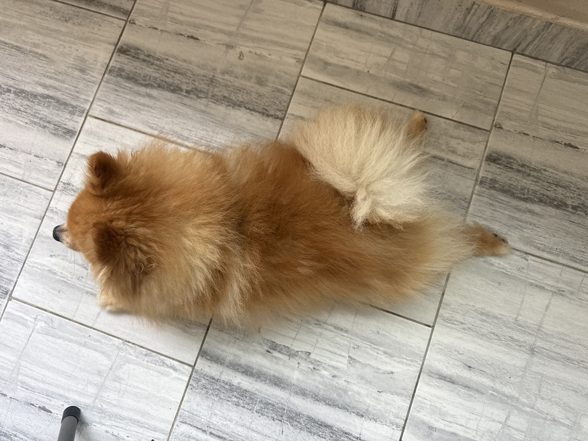 Woman and Pomeranian dog spend afternoon together in Plovdiv