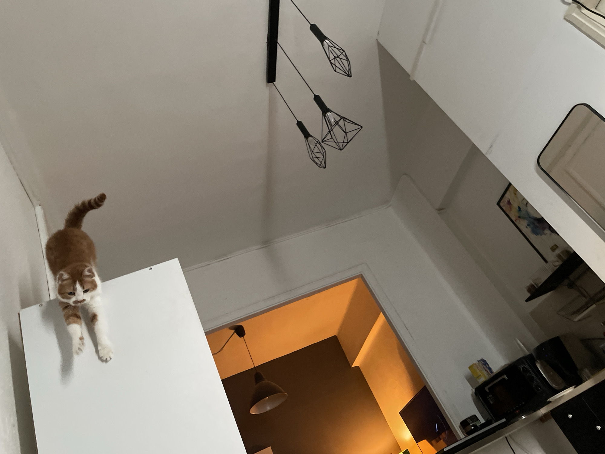 Early morning cat activity observed in Tel Aviv apartment