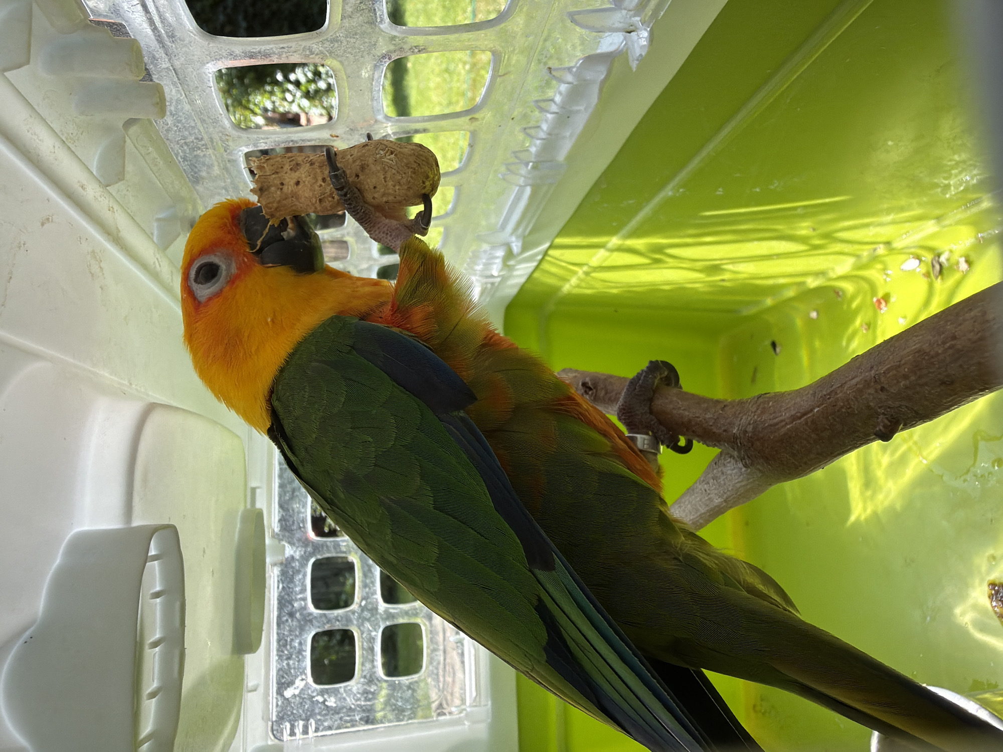 Lazy summer afternoon: backyard swings, a sun conure, and grass time