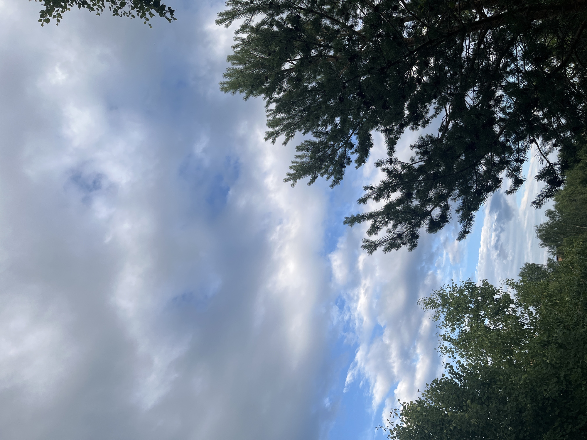 Sky-gazing through pine canopy on a partly cloudy afternoon