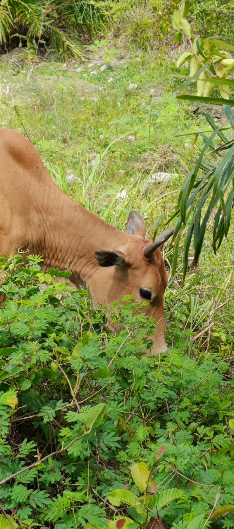 Cow grazing amid litter in Geundring, Indonesia