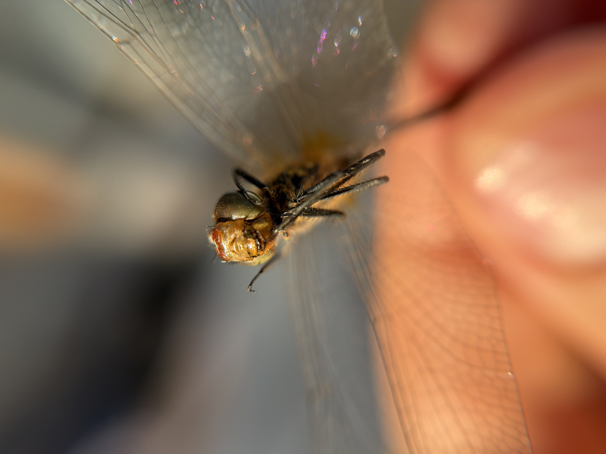 Macro photography of a dragonfly, up close and personal