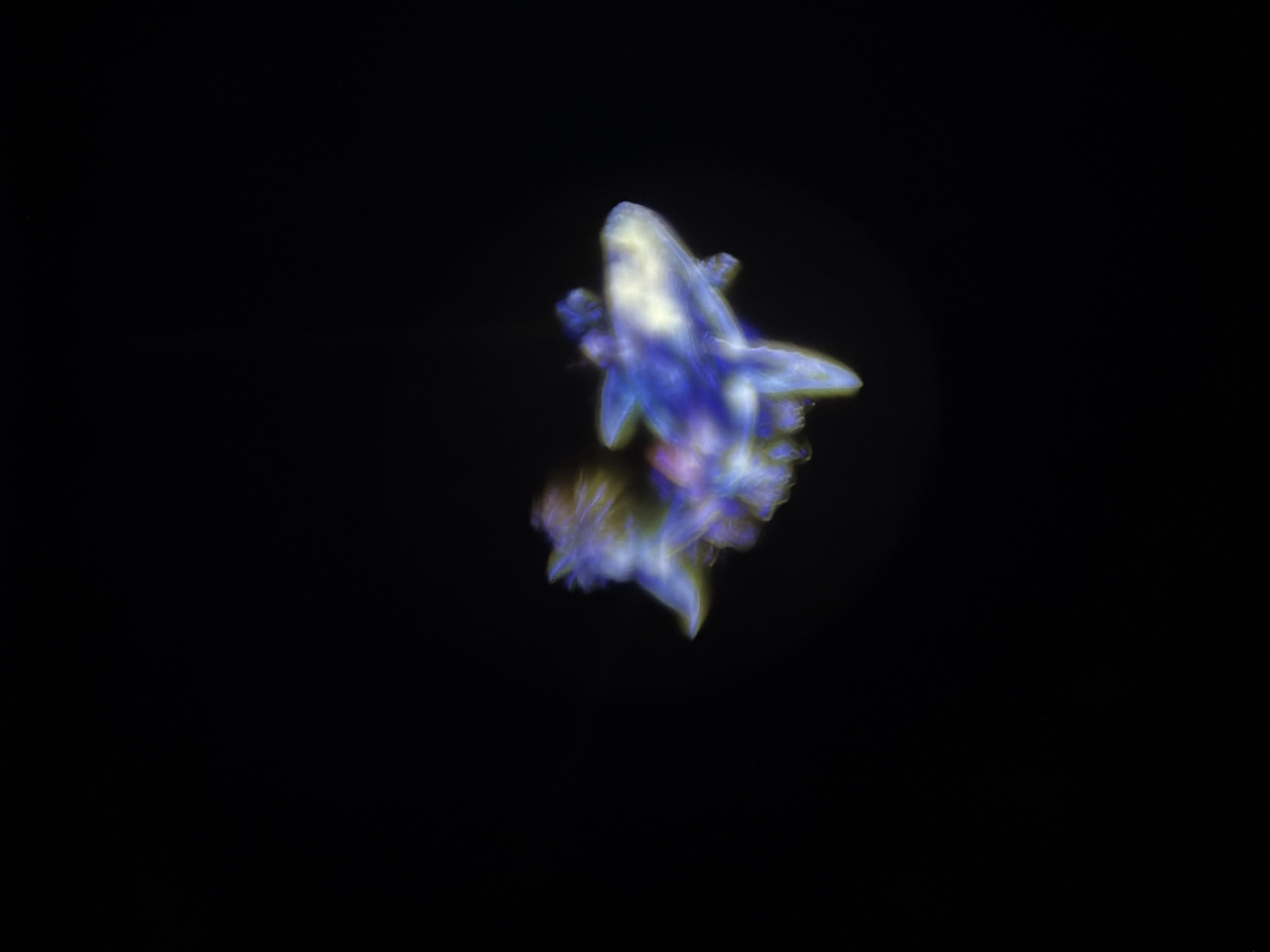 Mysterious translucent shark-like figure photographed in Berlin