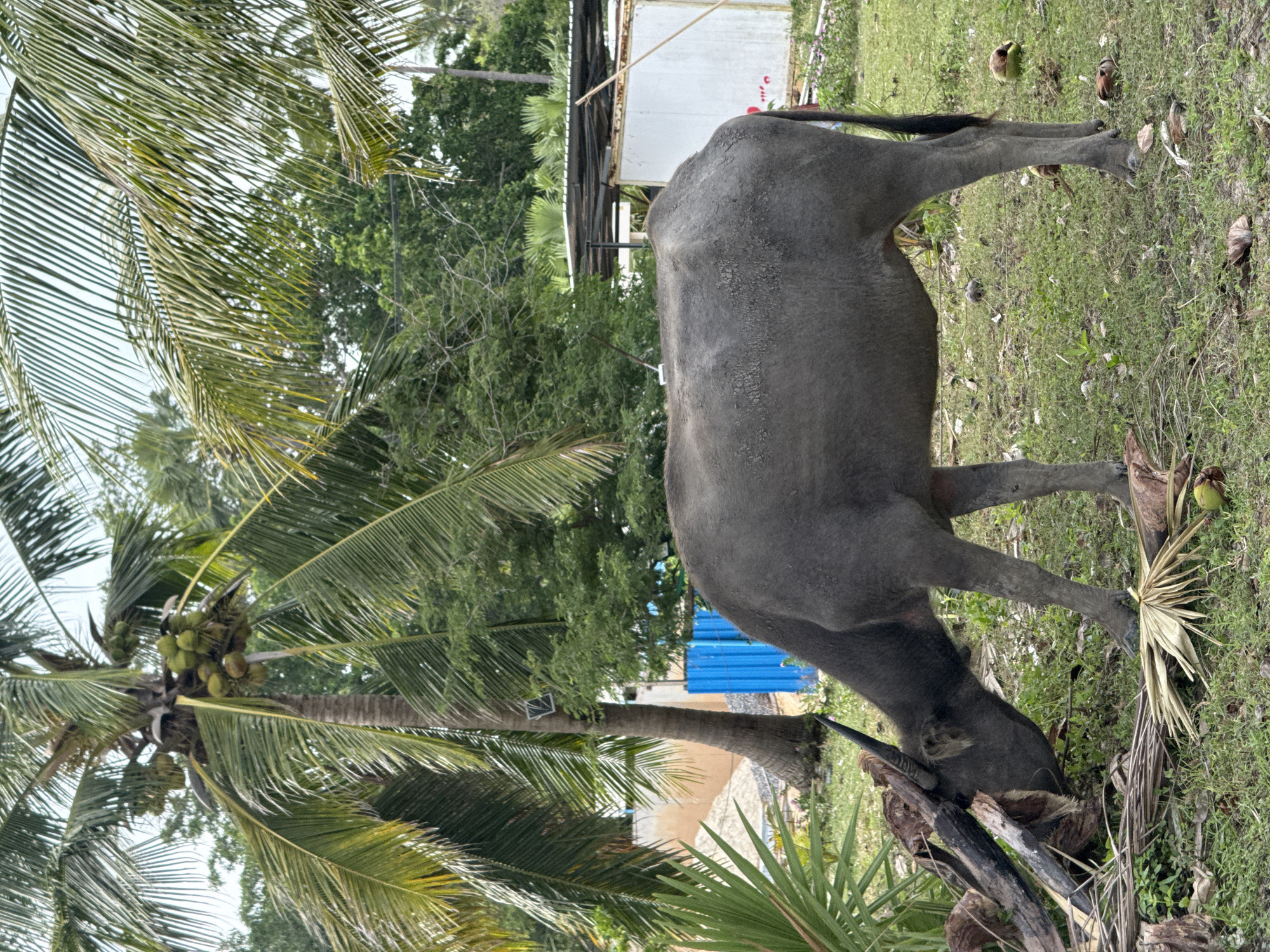 Lazy beach morning in Ko Samui, buffalo and all
