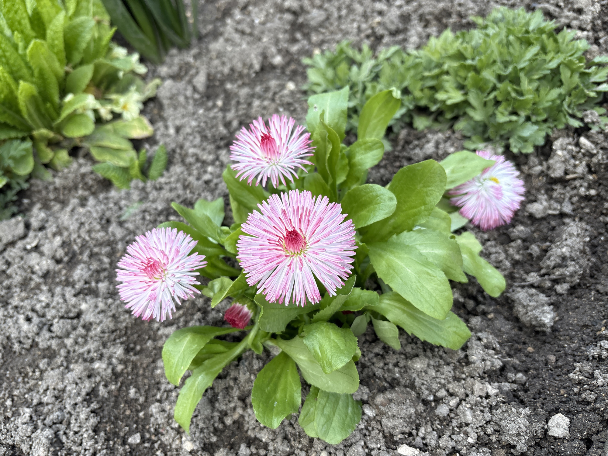 Spring flowers bloom amid construction in Simferopol