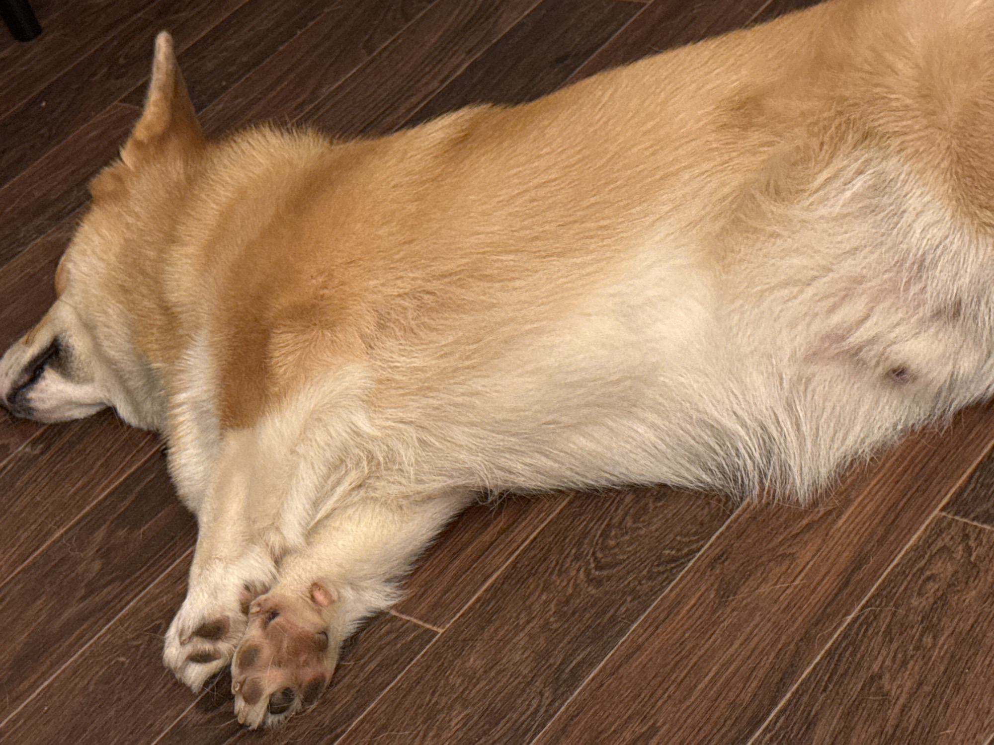 Dog rests on wooden floor in Votkinsk home