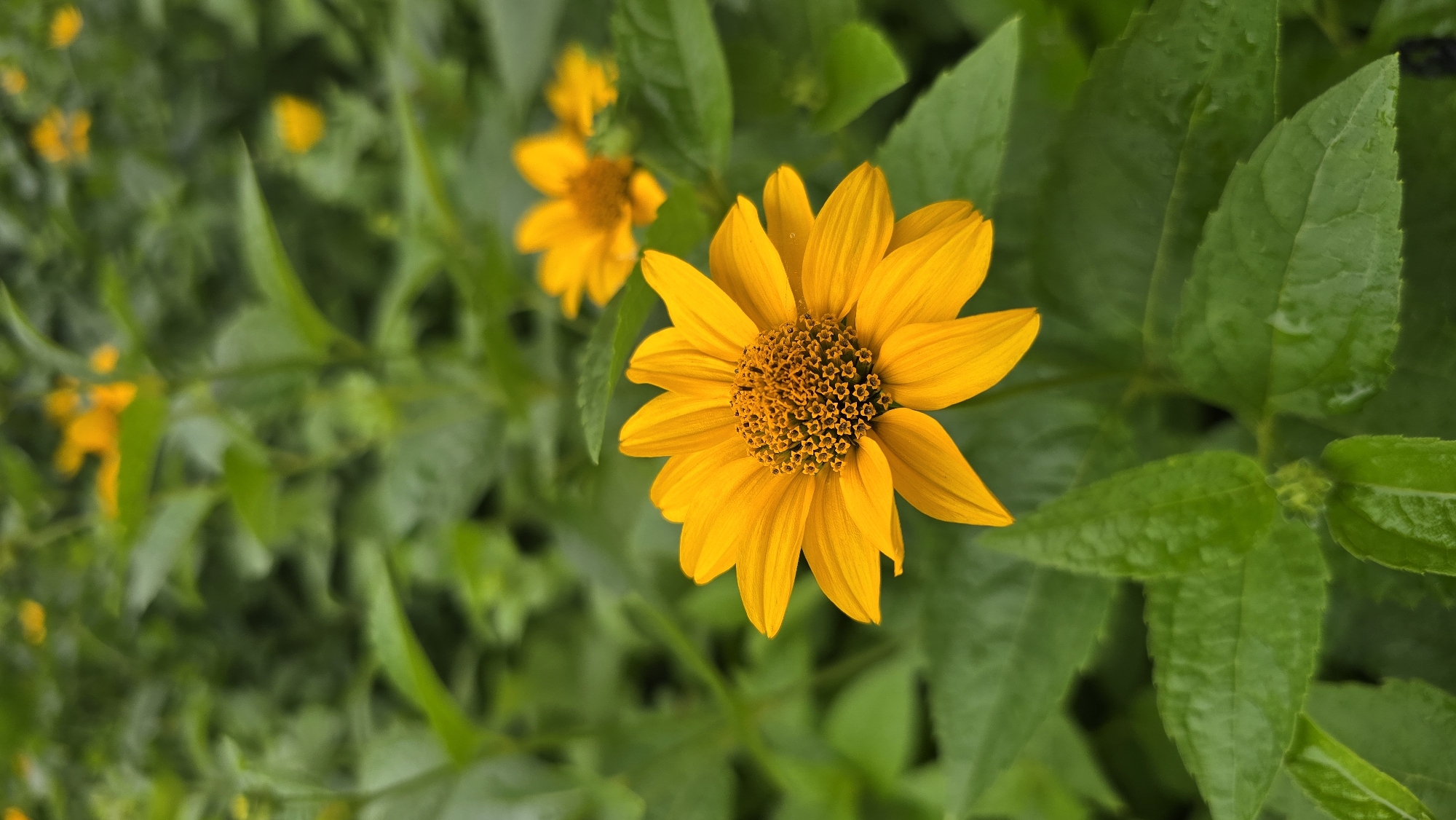 Orange and yellow flowers photographed in Kyiv summer garden