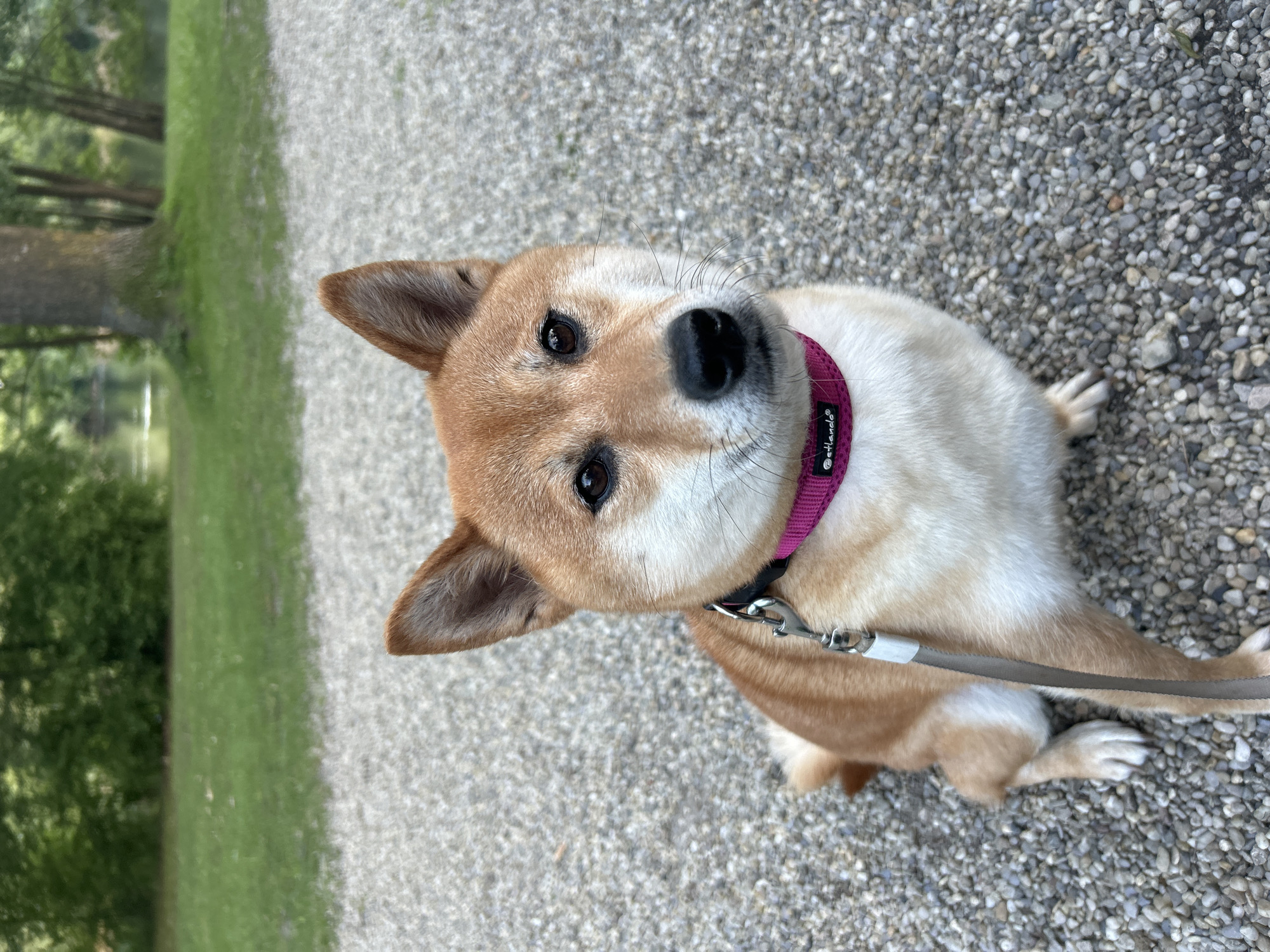 Evening lakeside walk with Shiba Inu in Ergolding