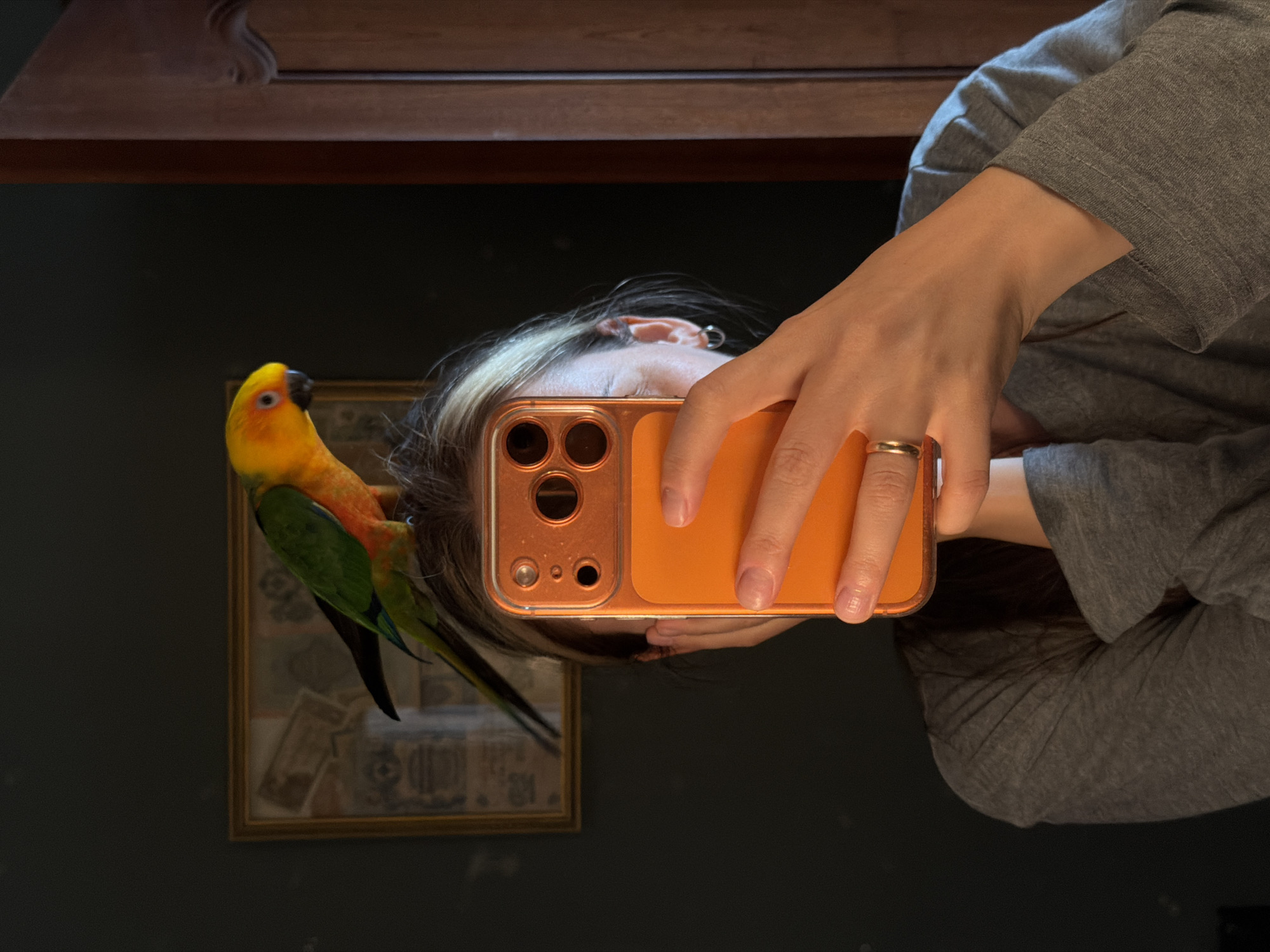 Person photographed with vocal sun conure parrot in Khimki