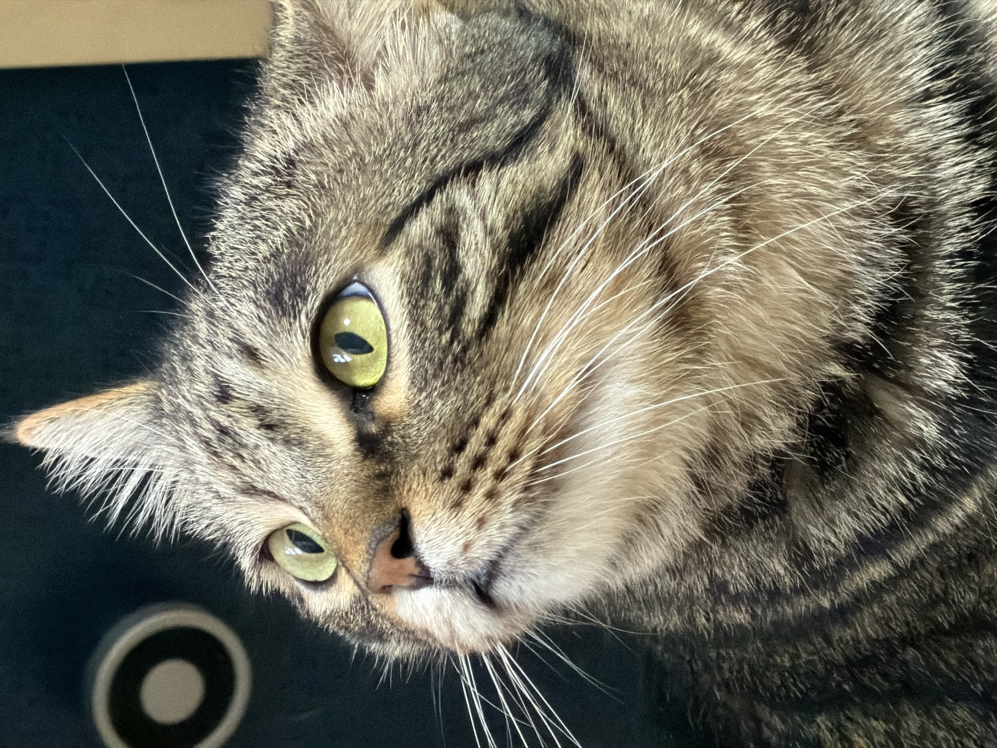 Tabby cat with green eyes spotted in Bishkek