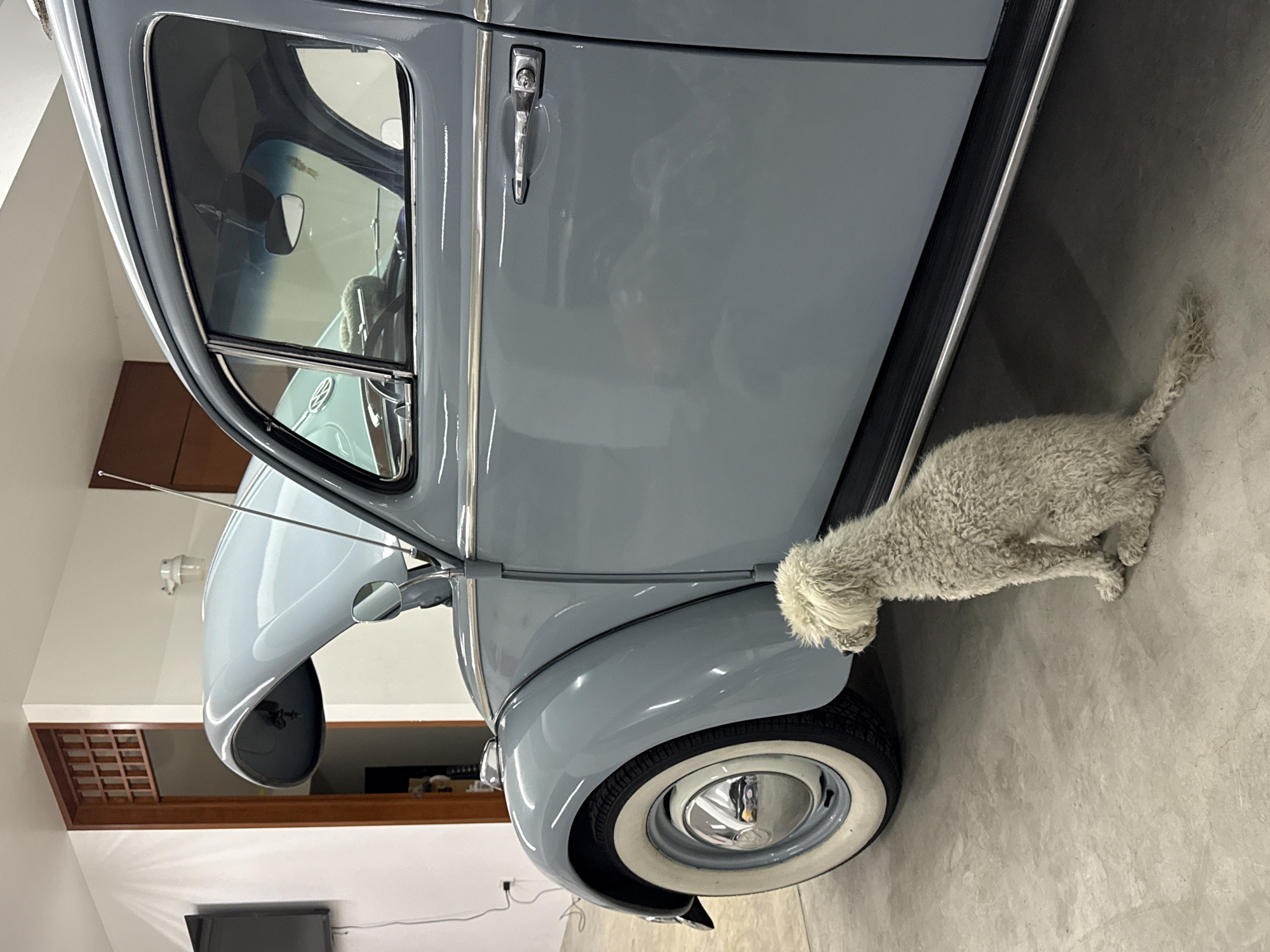 Vintage Beetle and dog spotted in Puebla garage