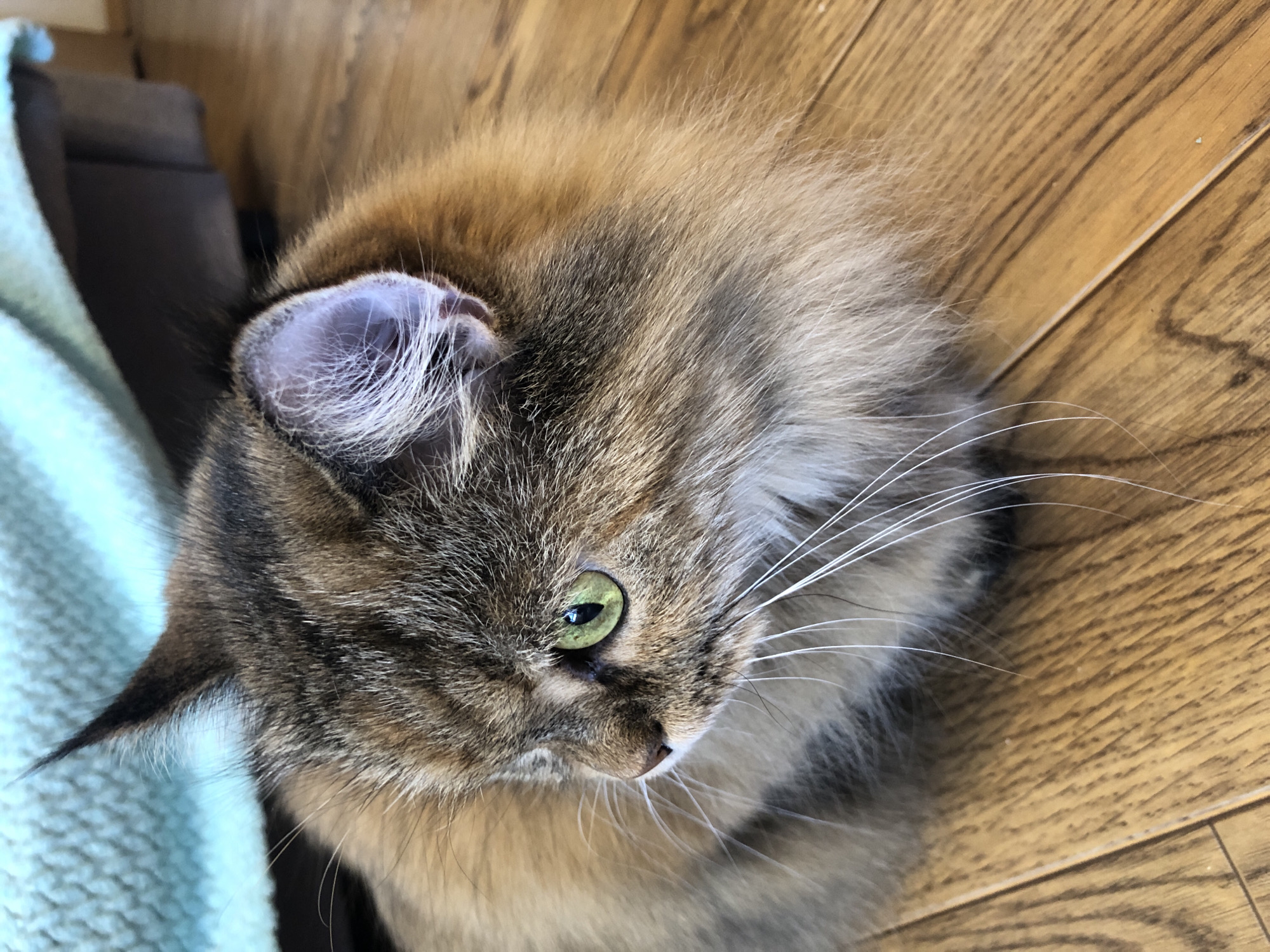 Cats at home, cities from above — one afternoon's mix