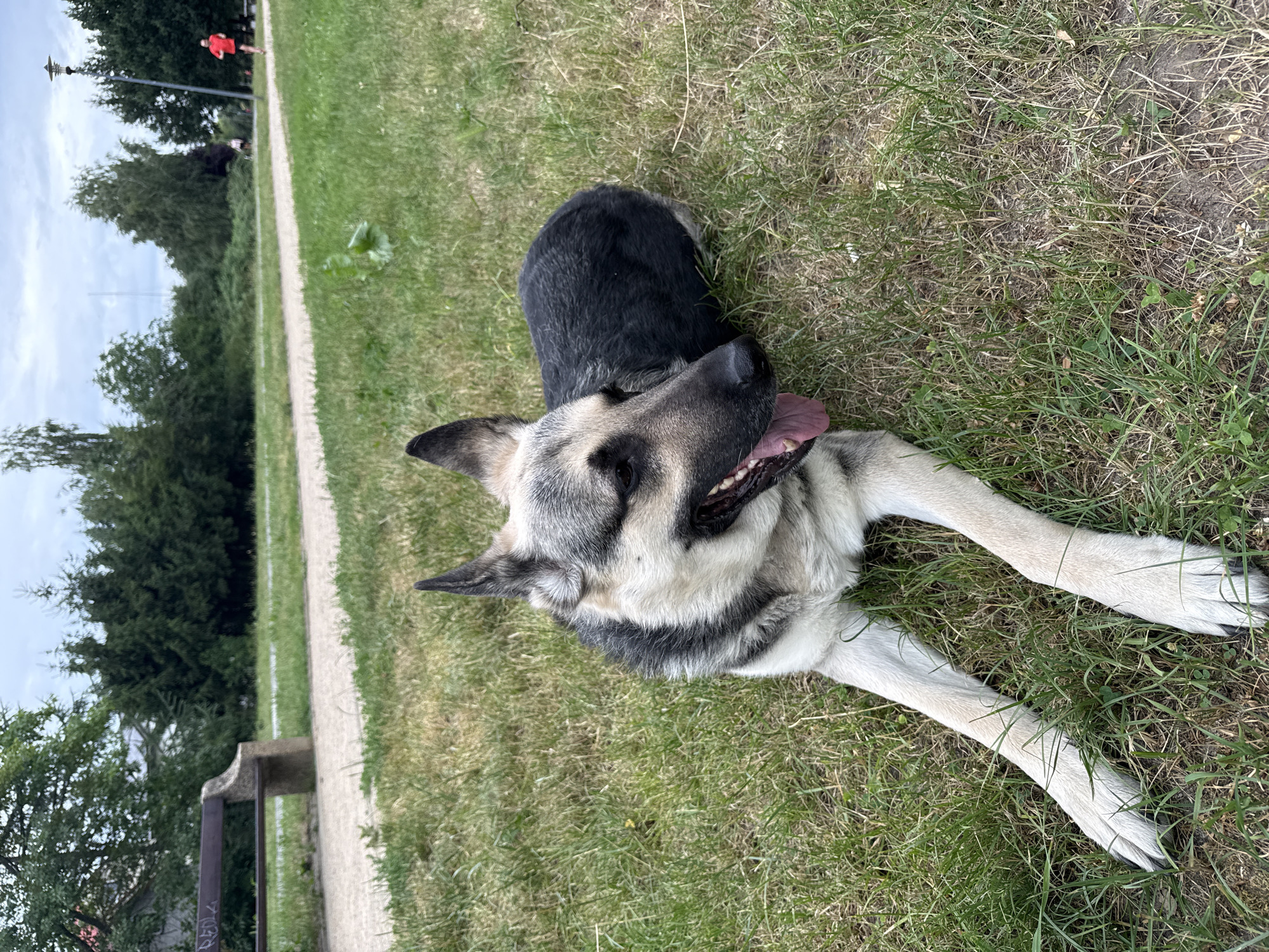 German Shepherd relaxes in a Szczecin park on a grey afternoon