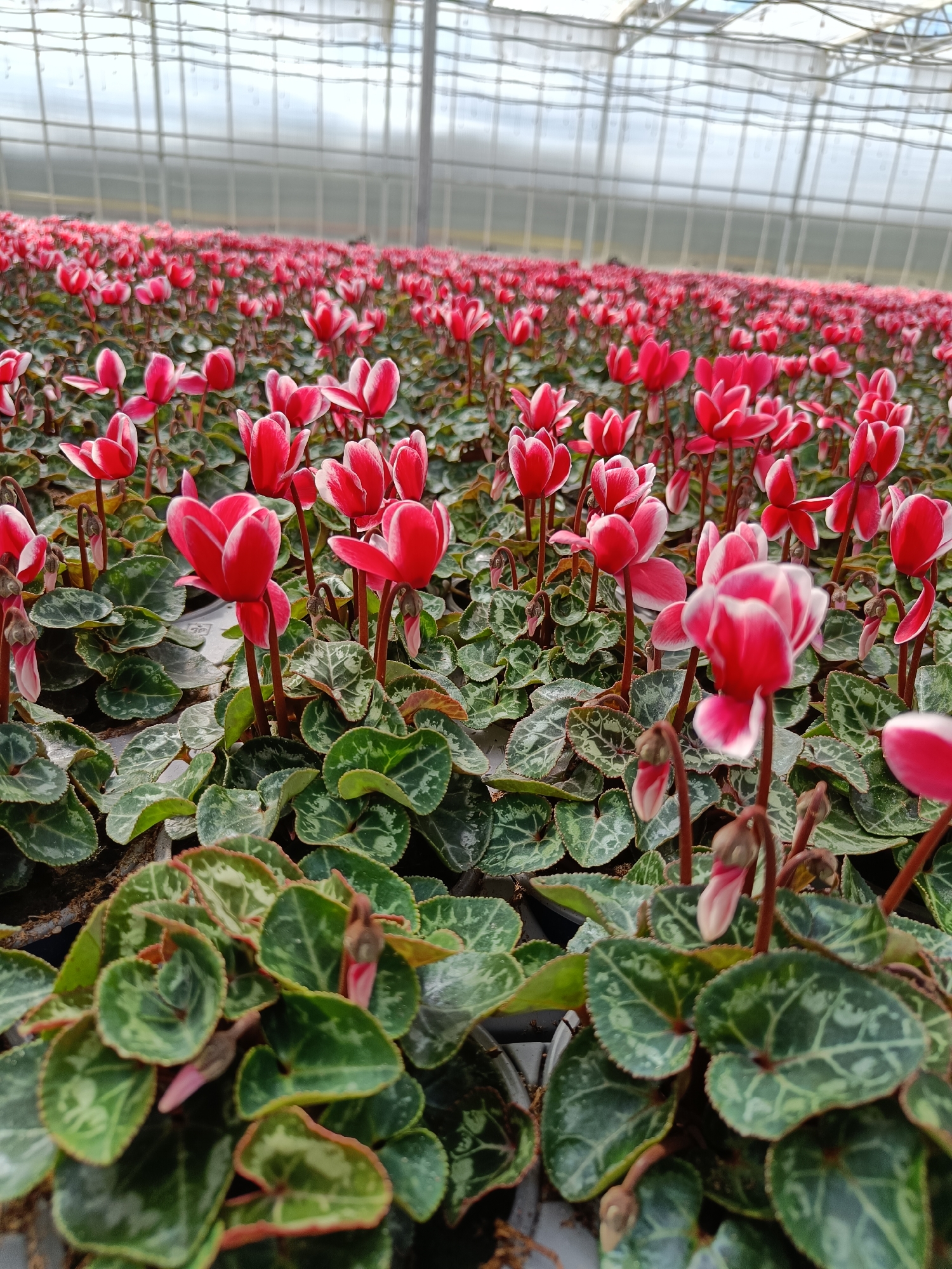 Inside a Finnish greenhouse: cyclamen, raspberries, and begonias in bloom