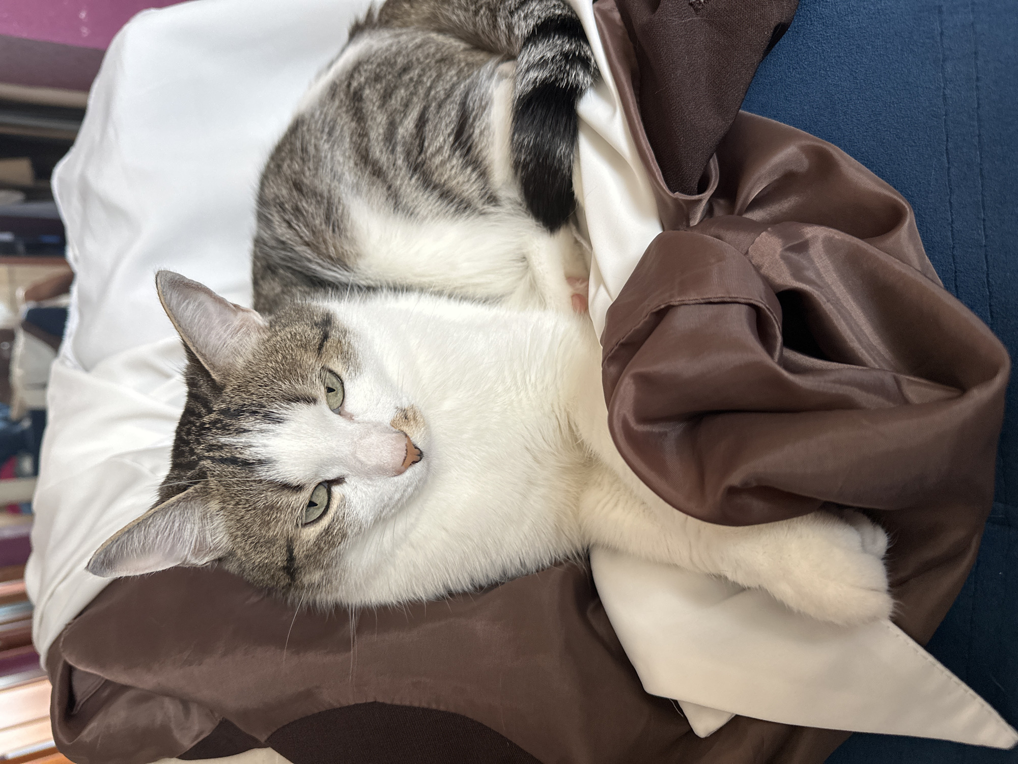 Krasnoyarsk cat spends morning lounging and playing around home