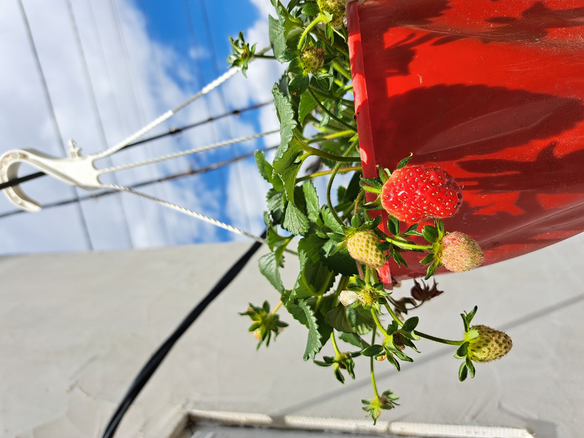 Red strawberry planter spotted hanging in Novi Iskar, Bulgaria