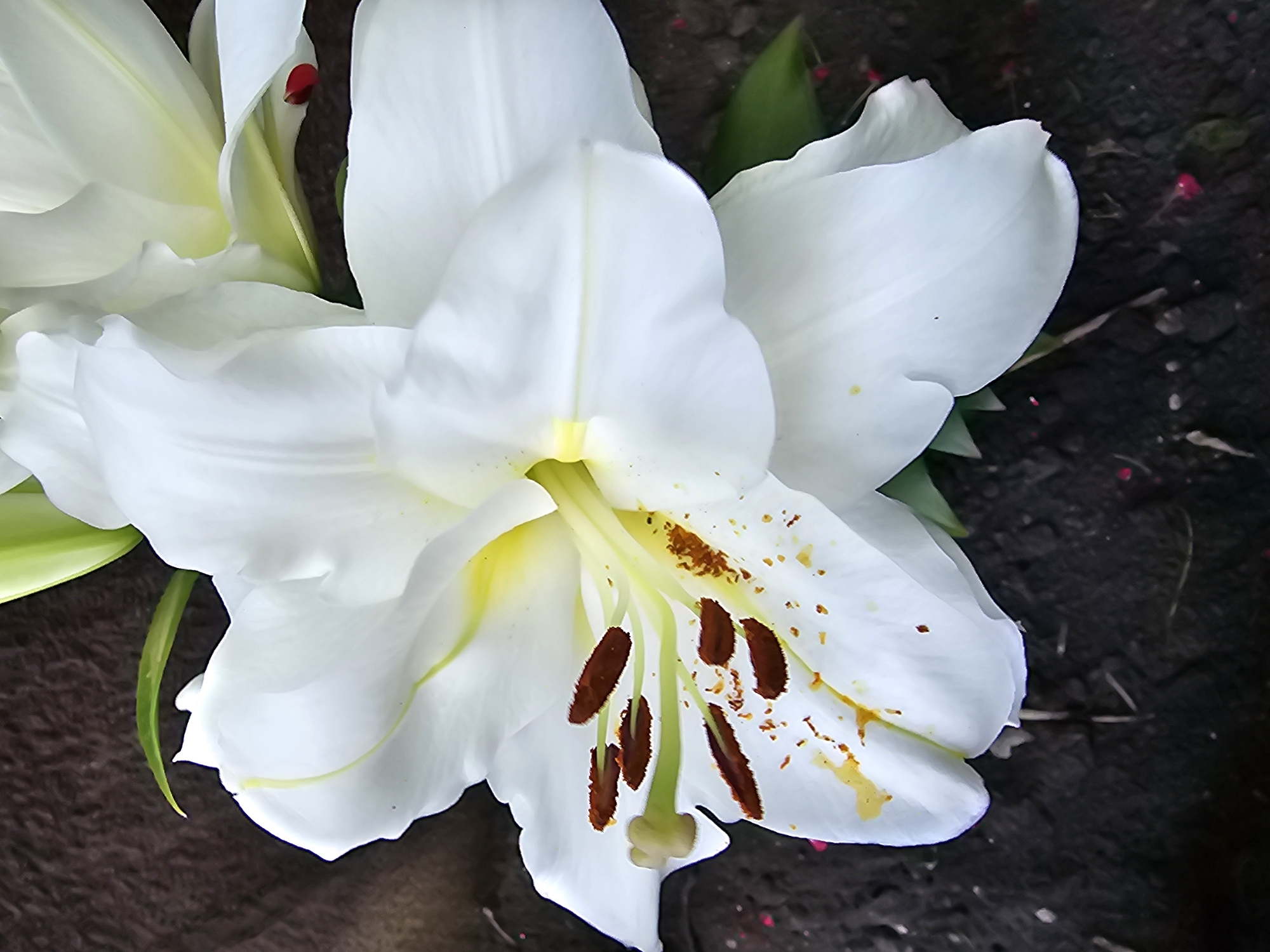 White lily in close detail, multiple angles, Bălți