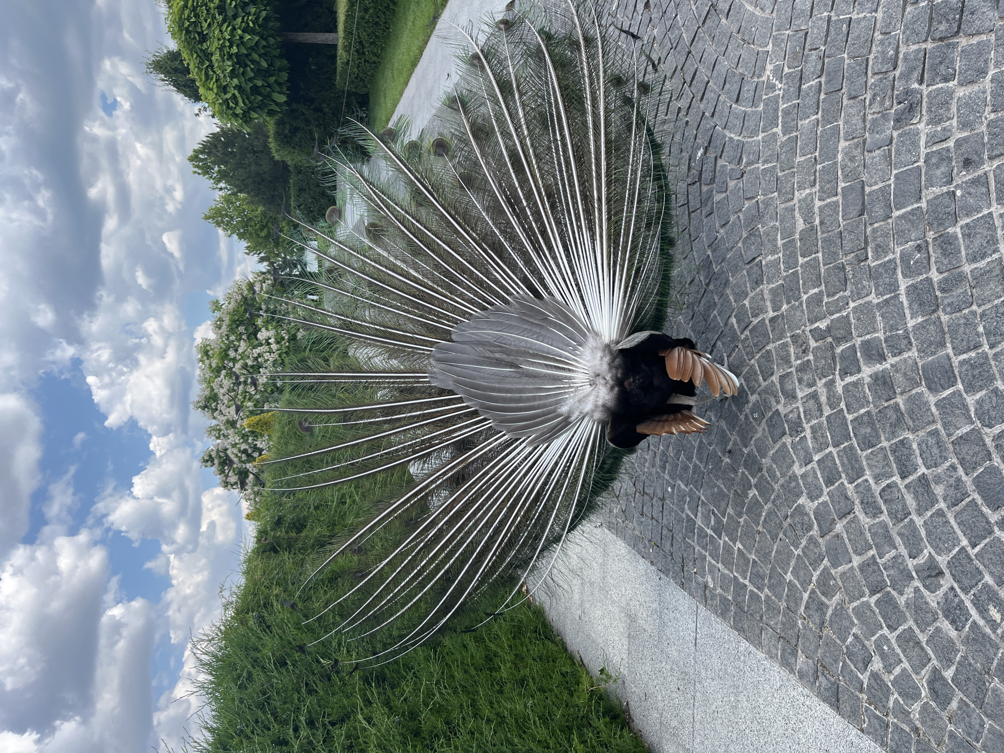 Peacock fans its full plumage in a Dnipro park