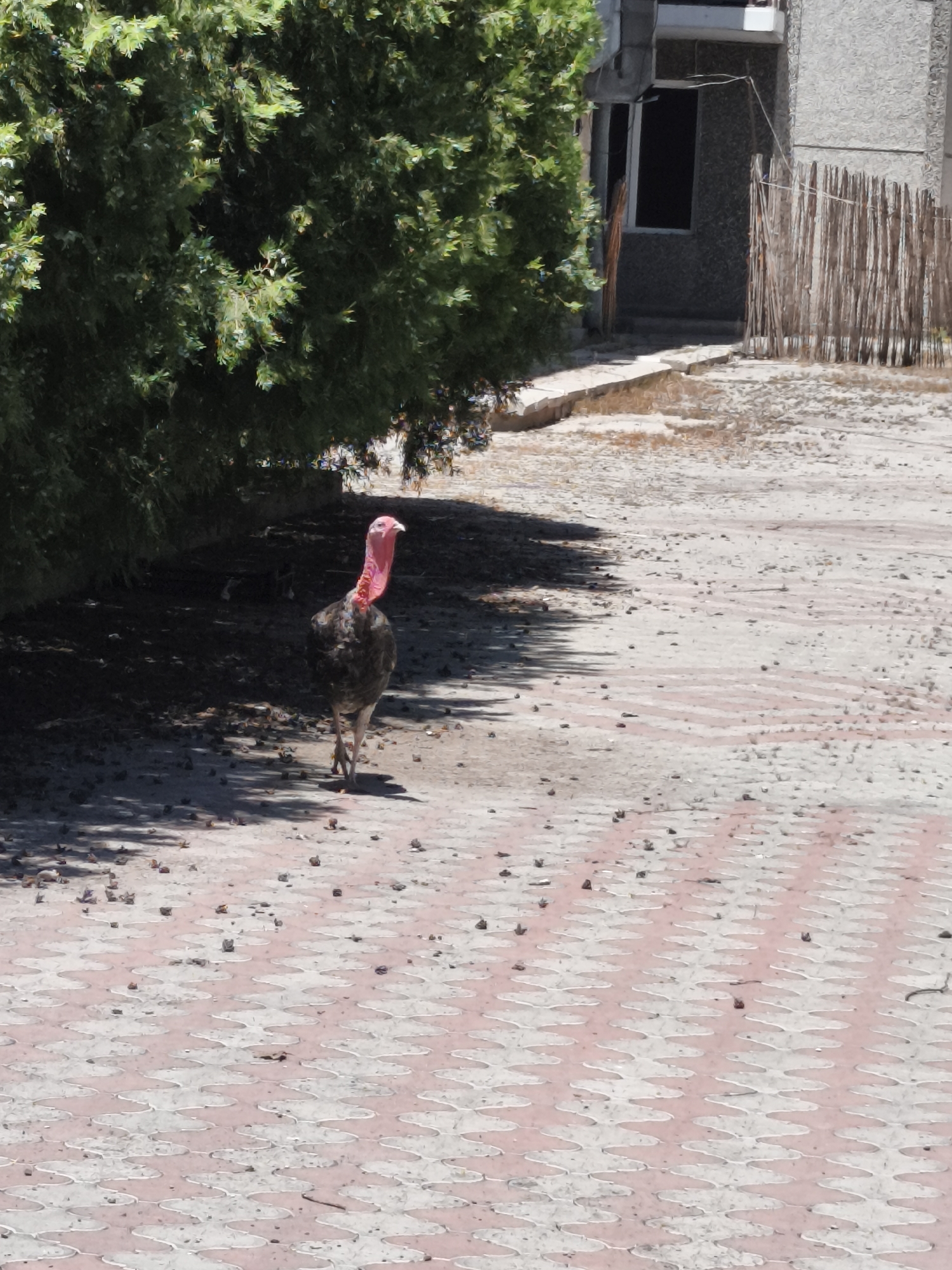 Turkey on pavement, grass and sky — quiet rural snapshots