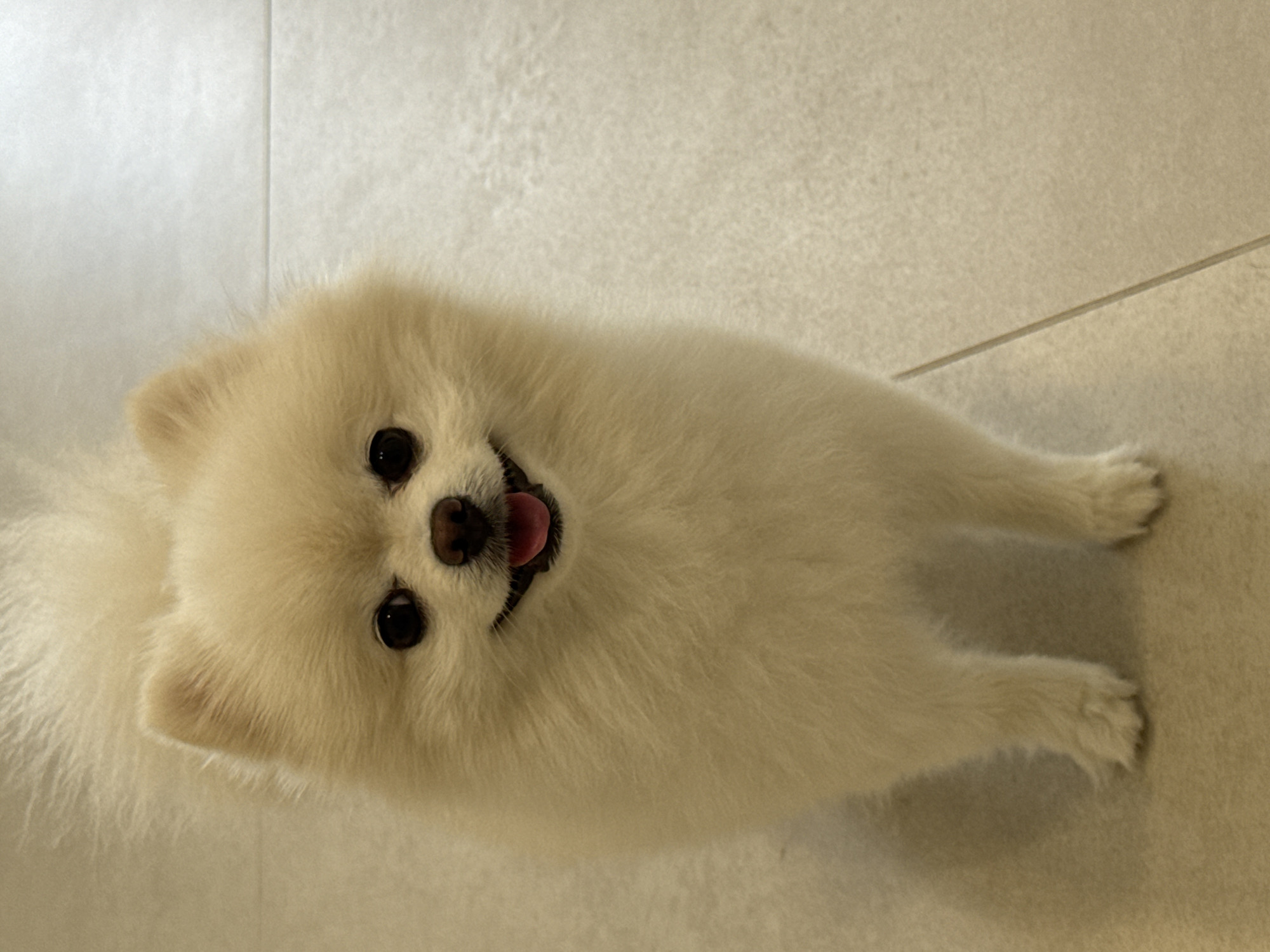 Pomeranian portraits and Tbilisi hillside scenes on a June afternoon