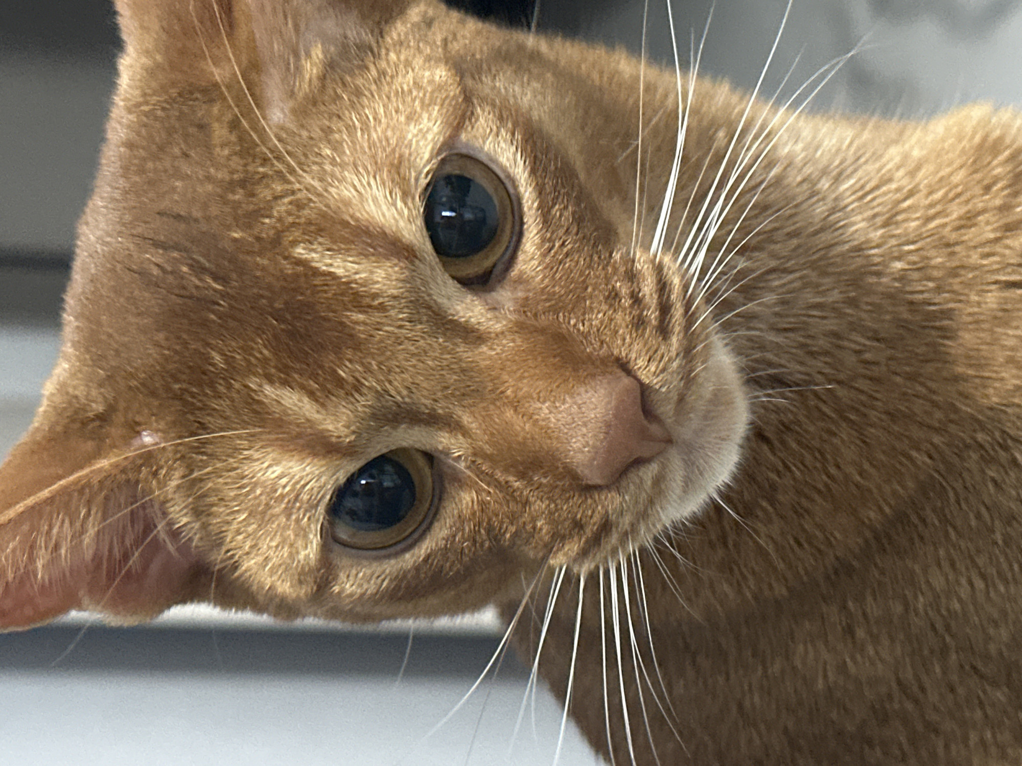 Abyssinian cat plays with toy on marble floor in Kazan