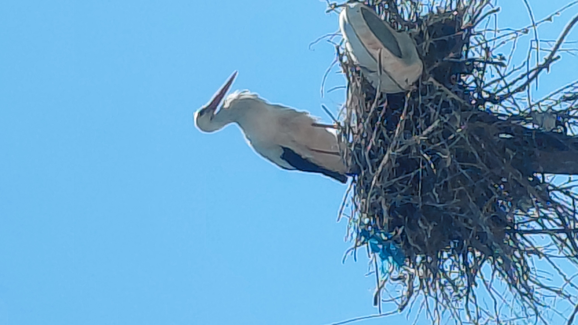 White storks observed at nest on wooden structure