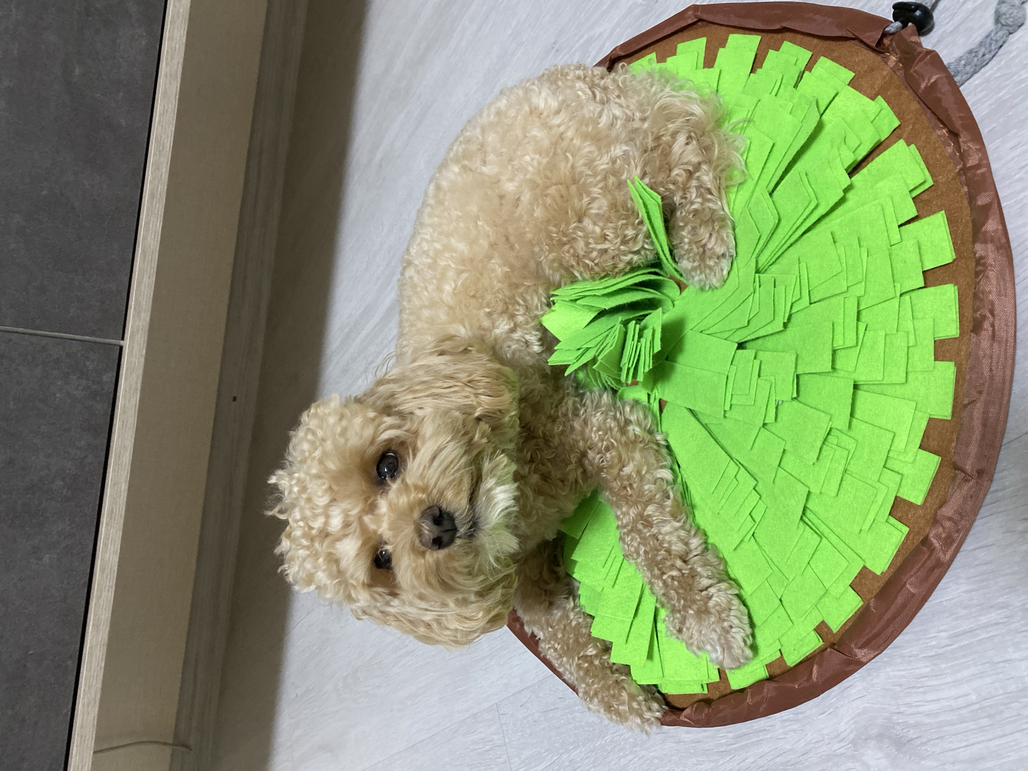 Poodle's afternoon playtime documented in home setting